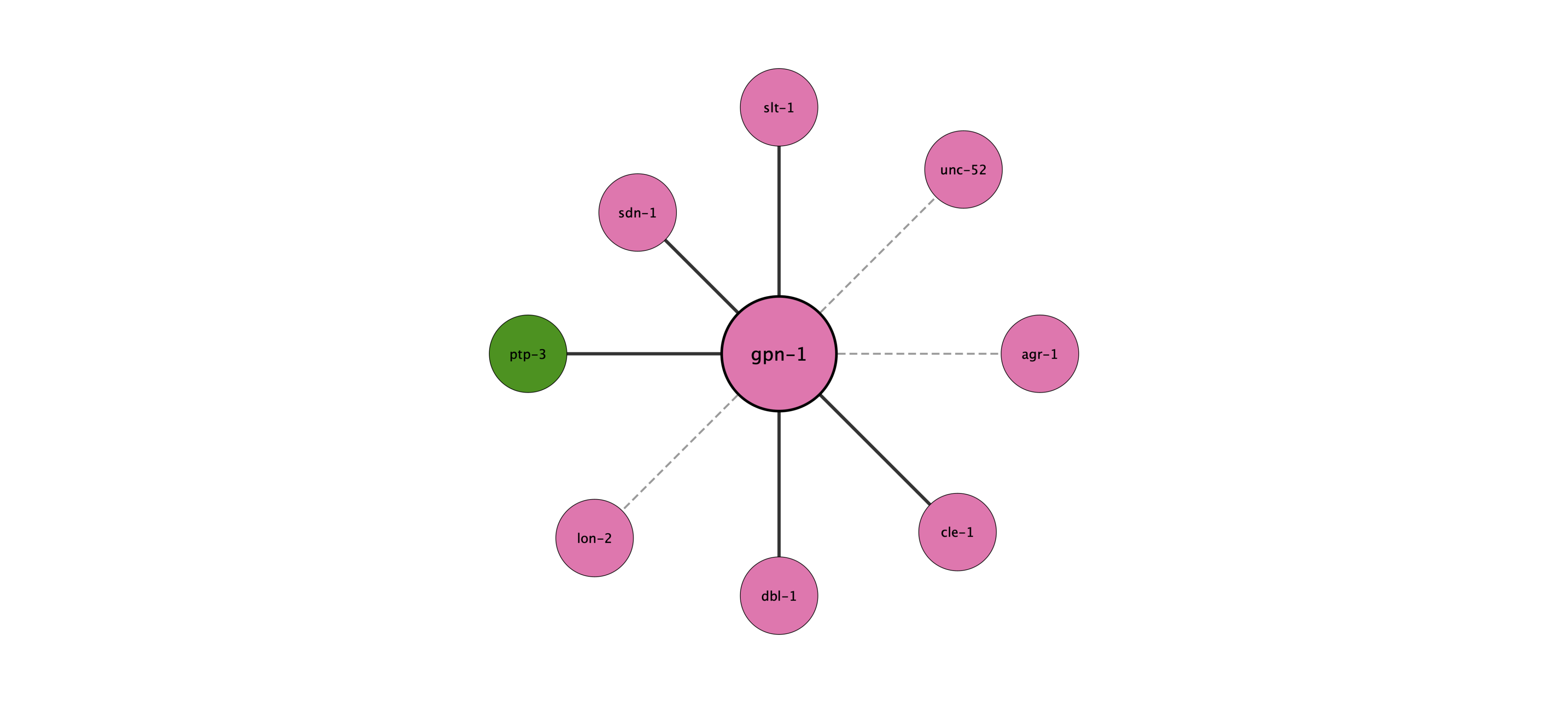 gpn-1 protein interaction network
