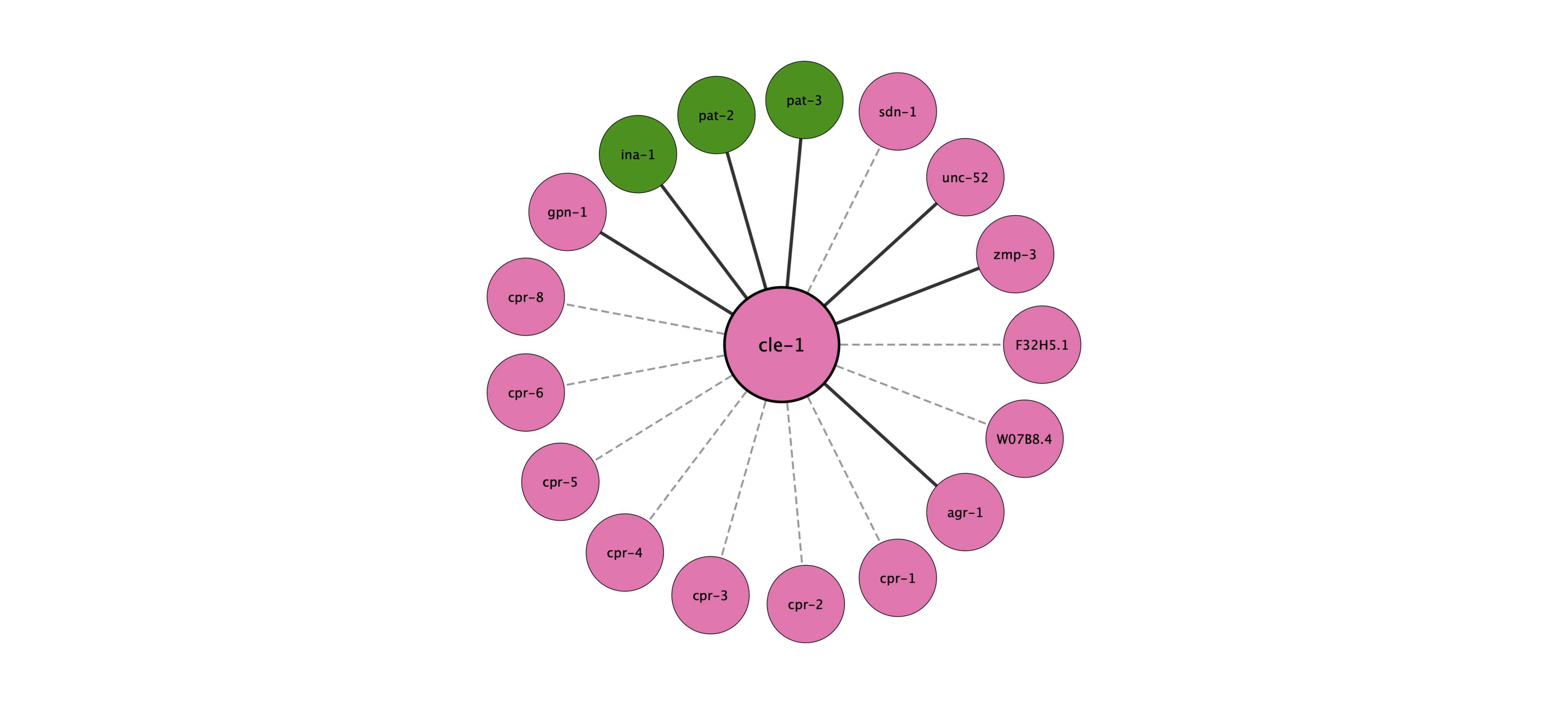 cle-1 protein interaction network