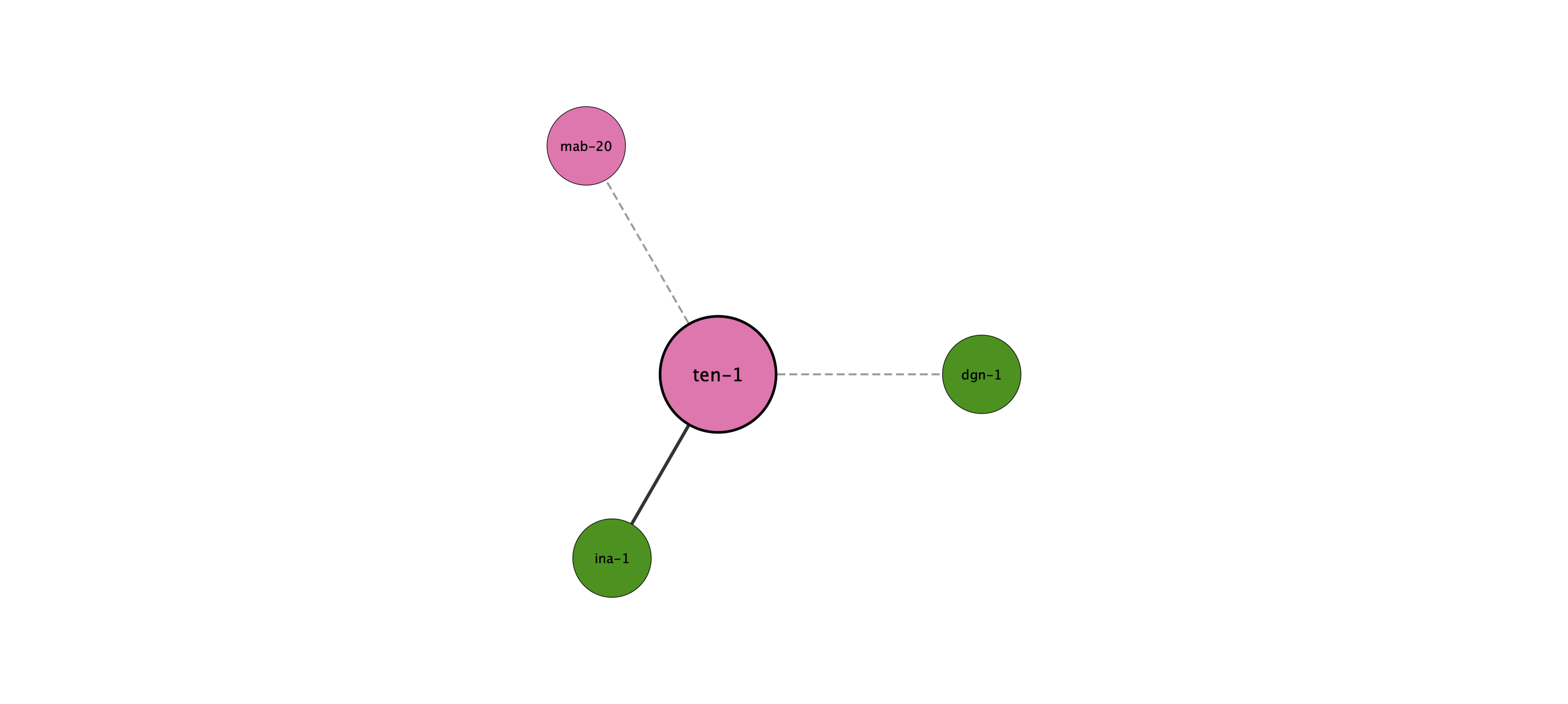 ten-1 protein interaction network