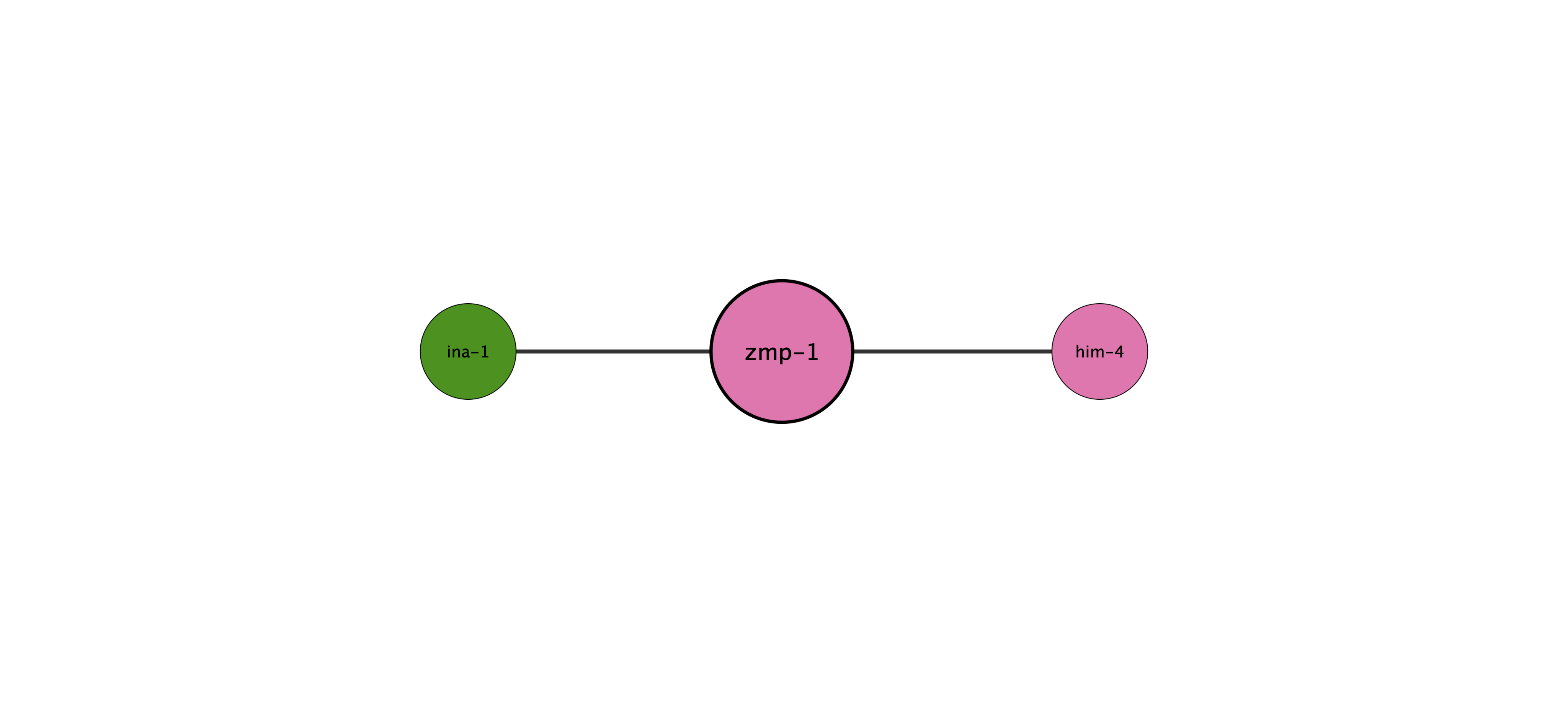 zmp-1 protein interaction network