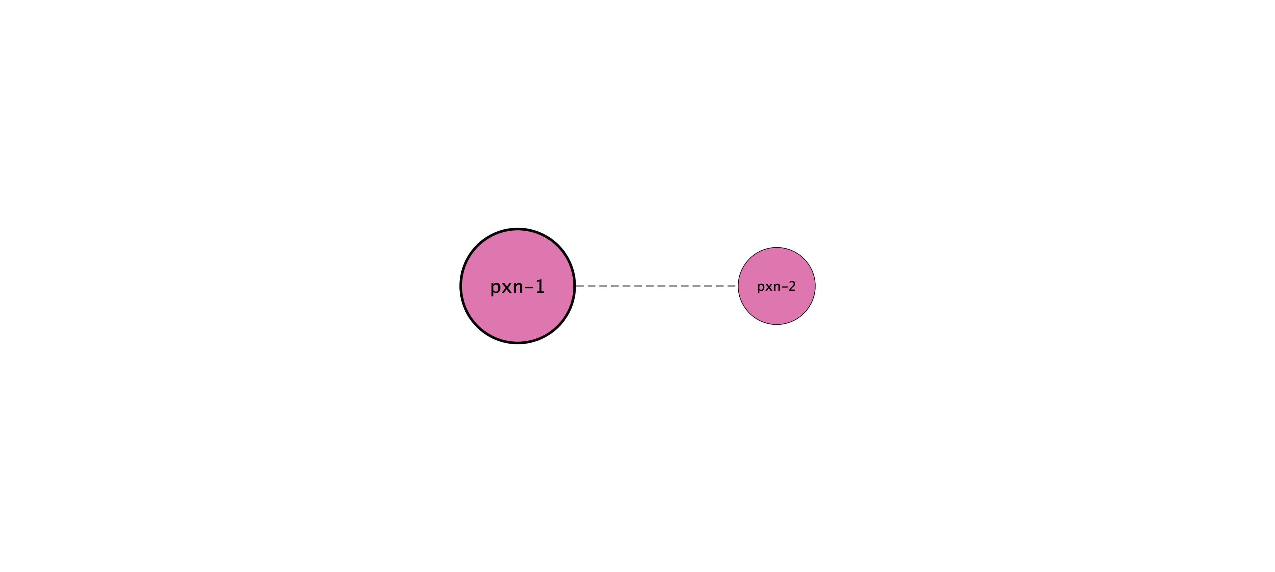 pxn-1 protein interaction network