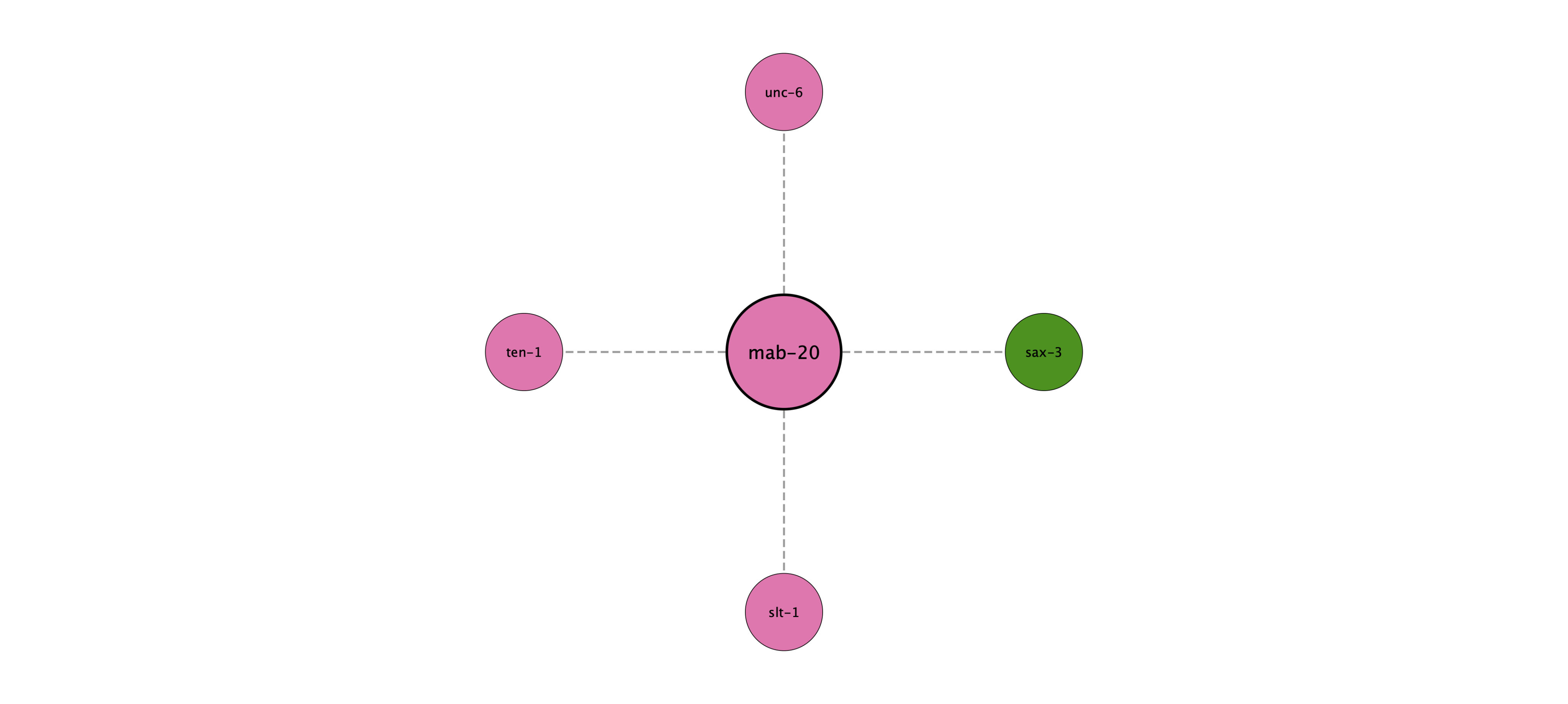mab-20 protein interaction network