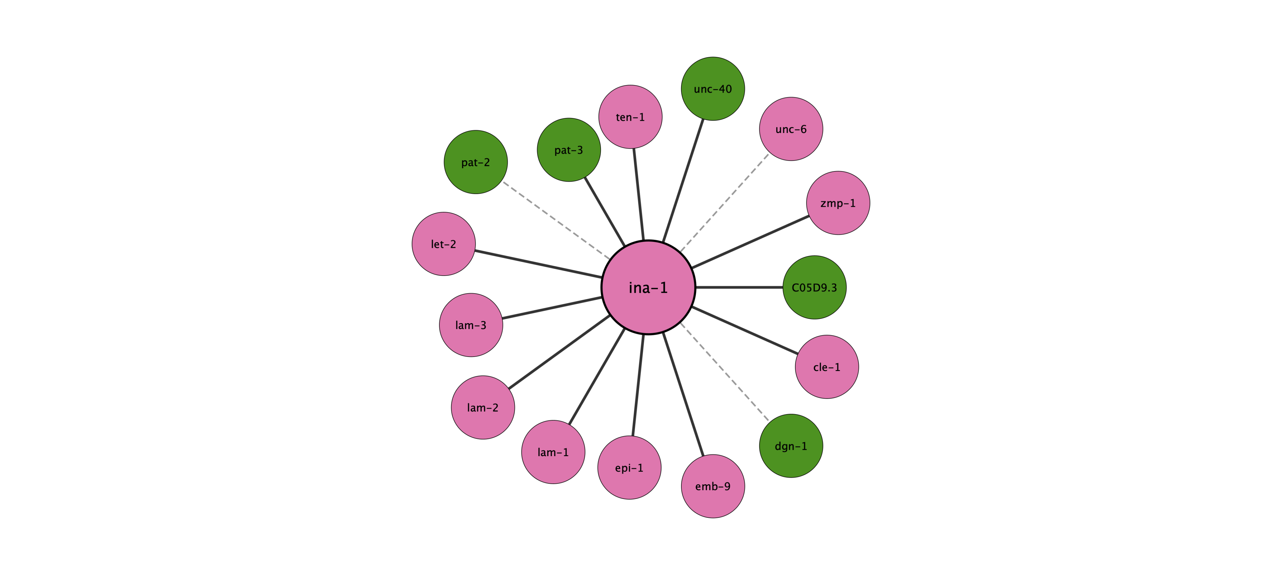 ina-1 protein interaction network