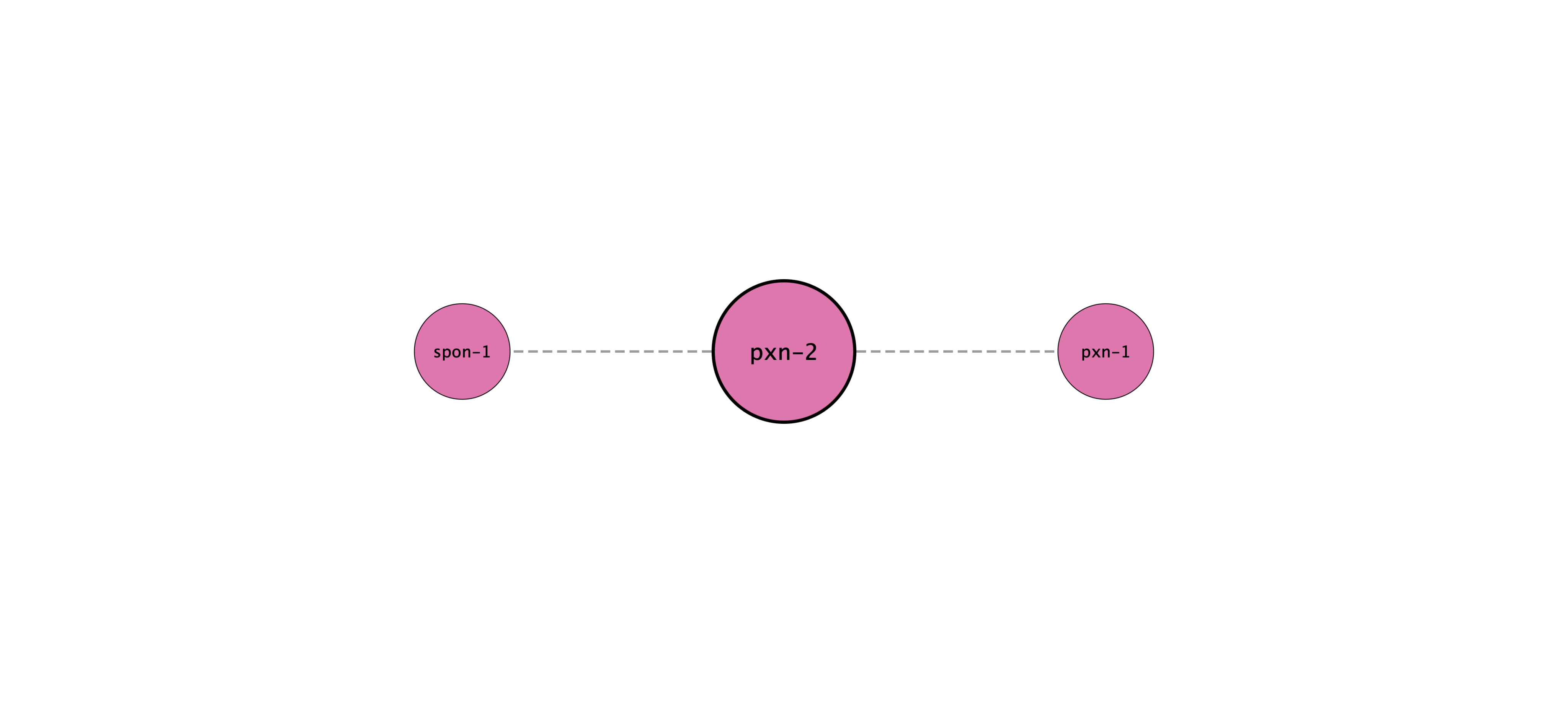 pxn-2 protein interaction network