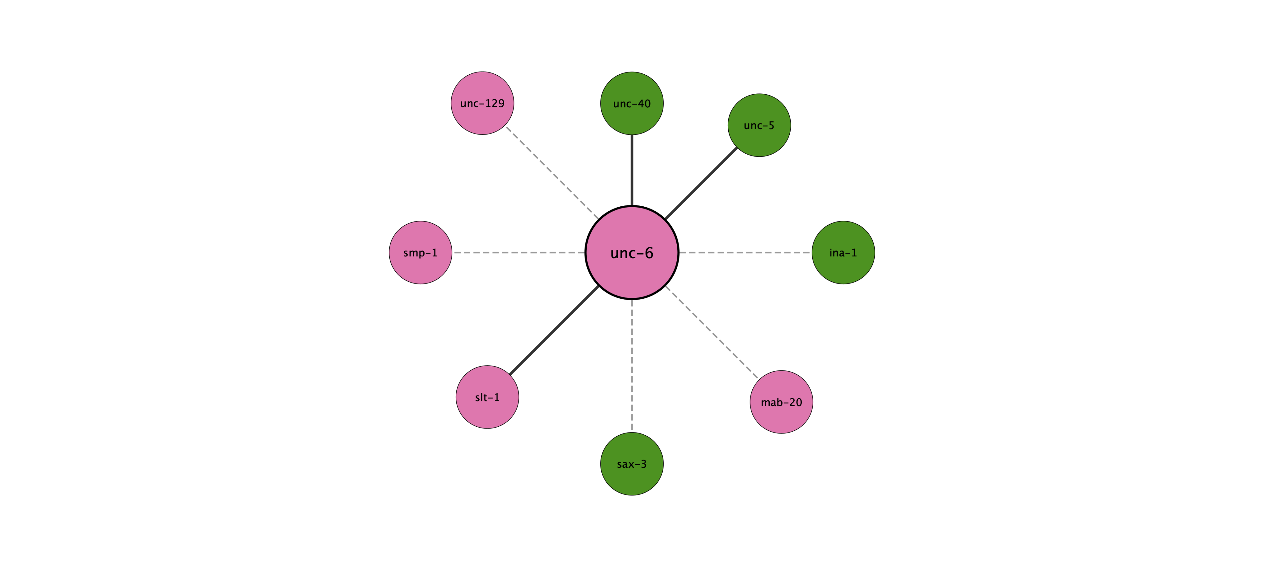 unc-6 protein interaction network