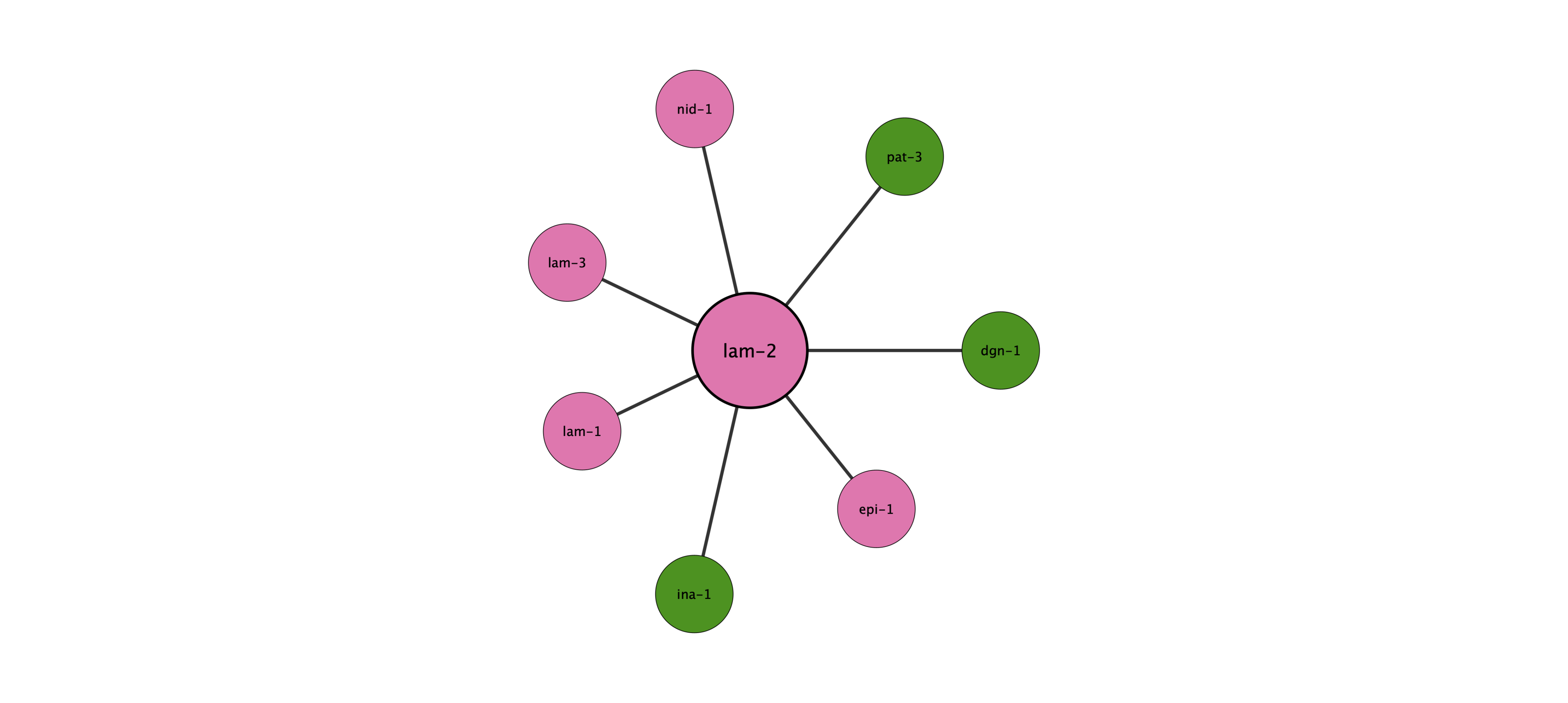lam-2 protein interaction network