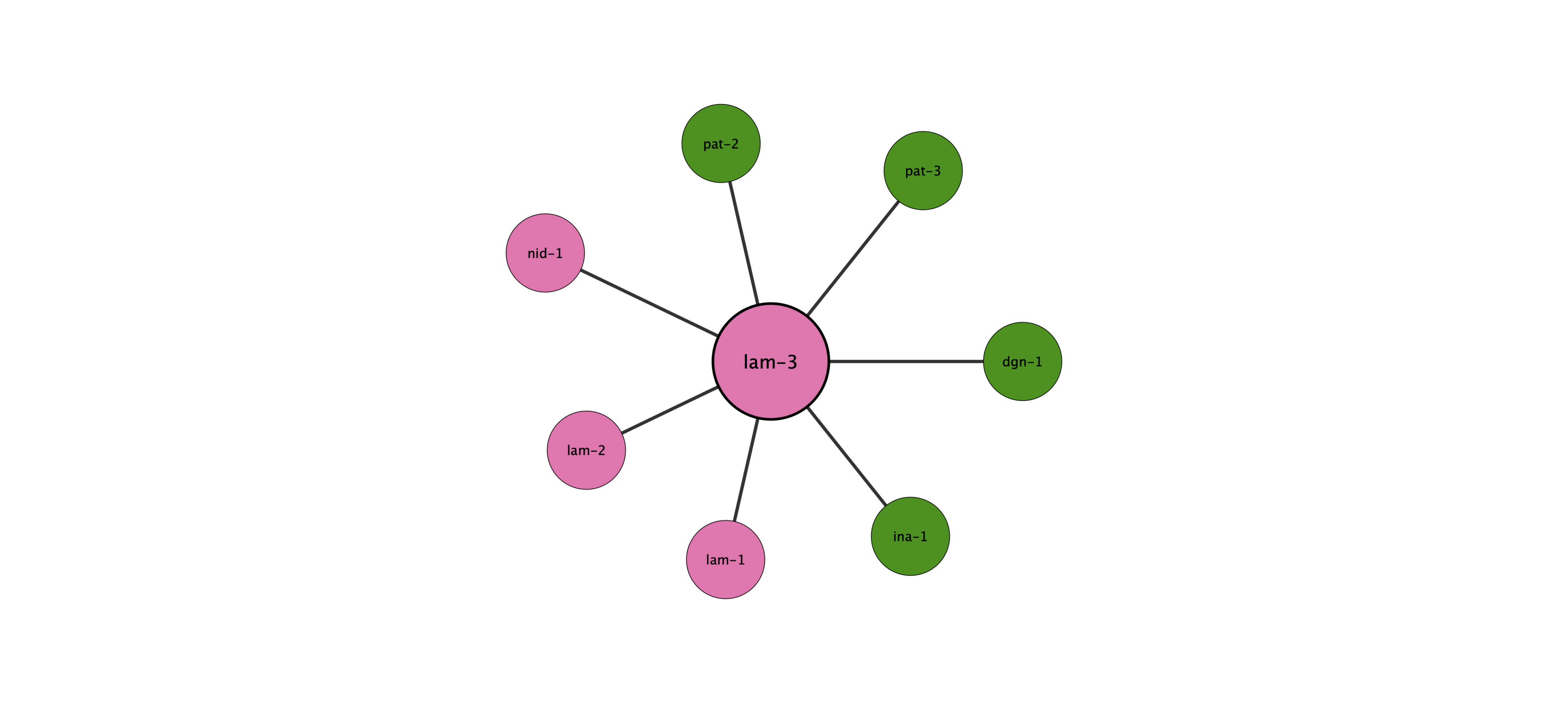 lam-3 protein interaction network