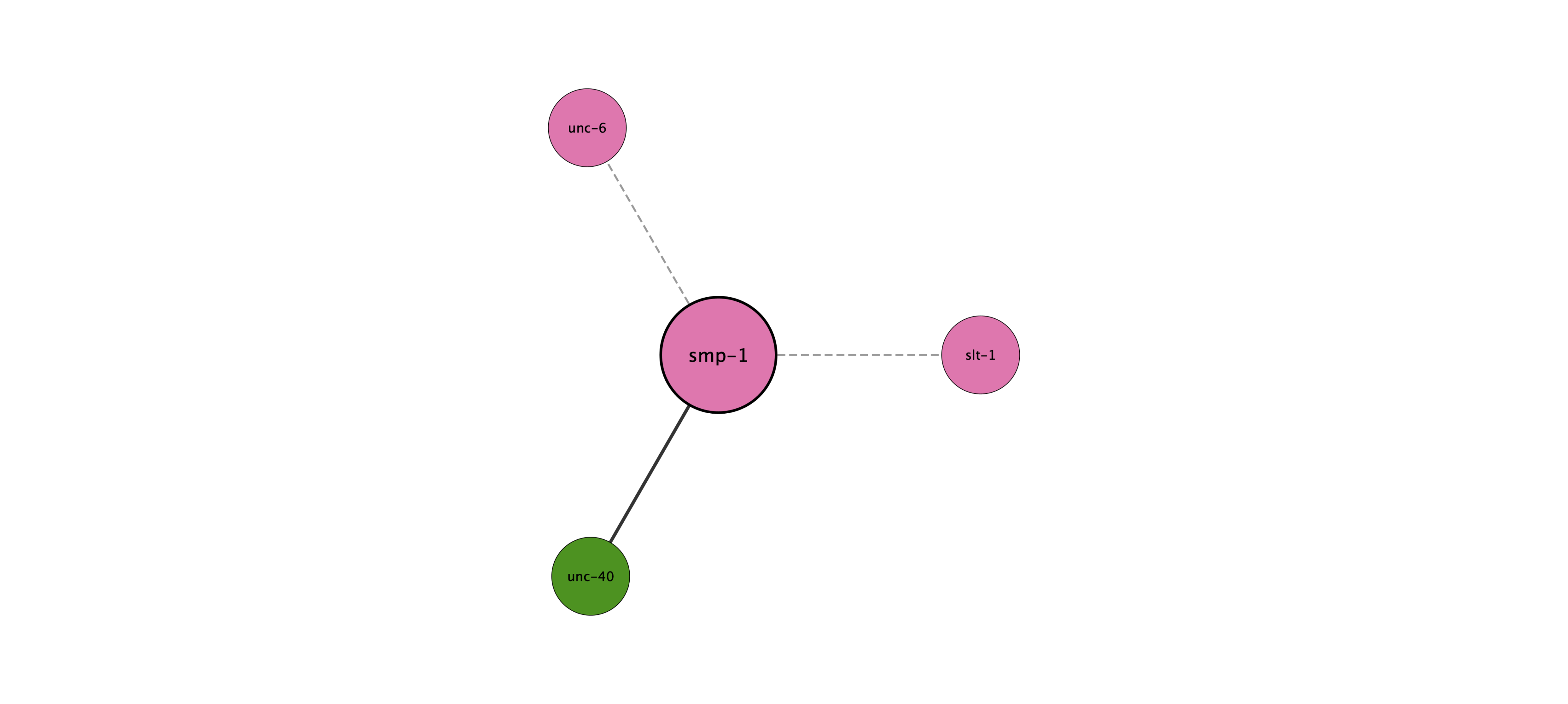 smp-1 protein interaction network
