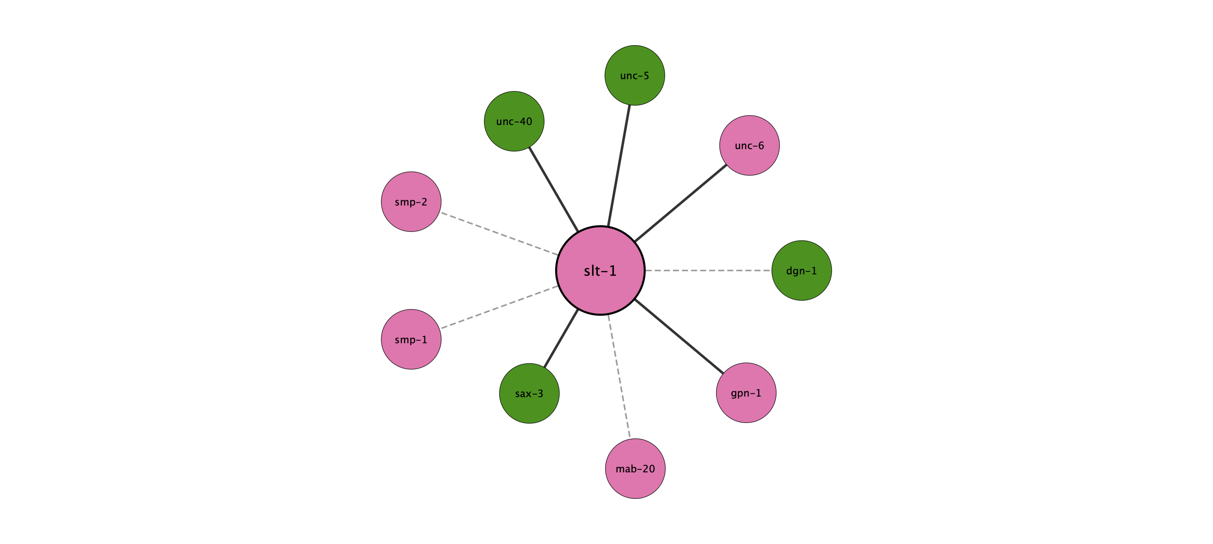 slt-1 protein interaction network
