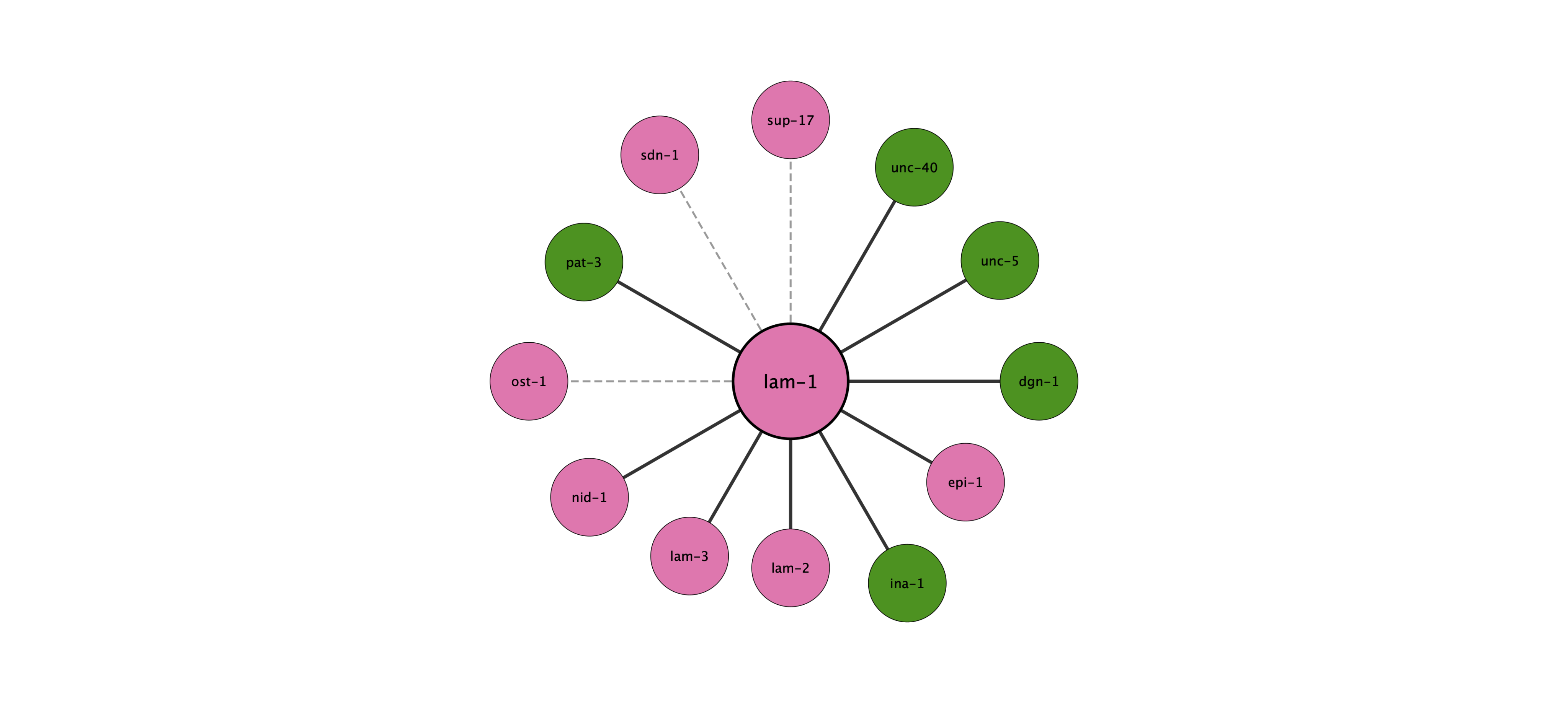 lam-1 protein interaction network