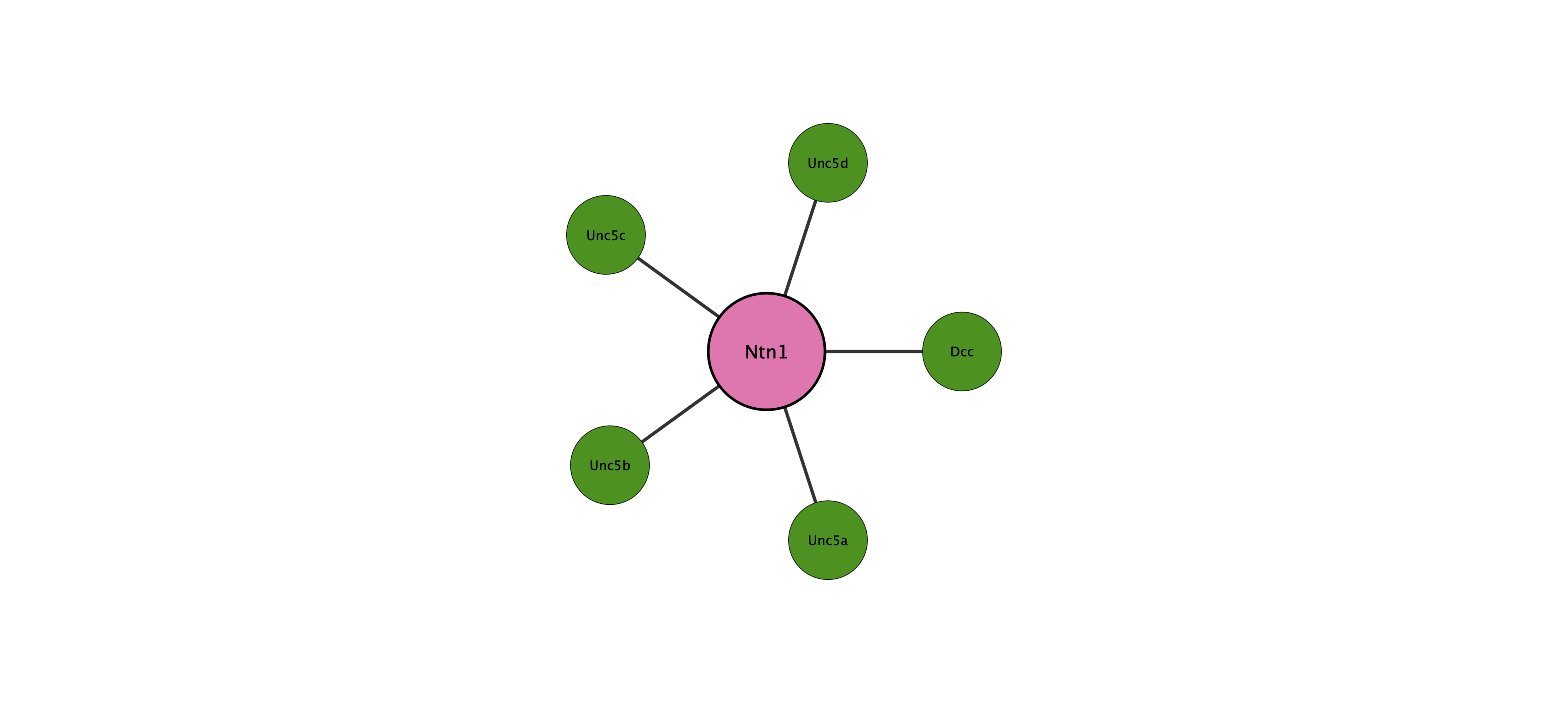 Ntn1 protein interaction network