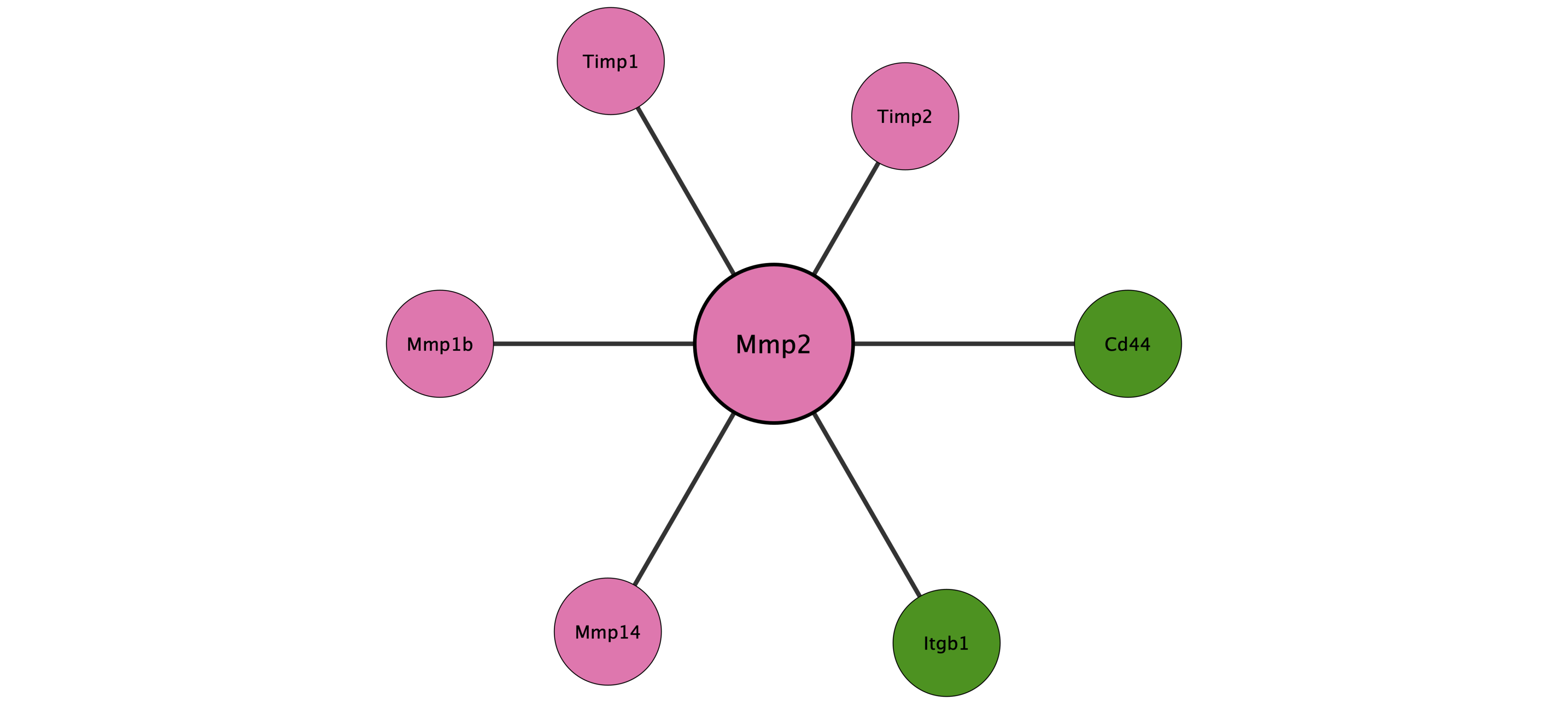 Mmp2 protein interaction network