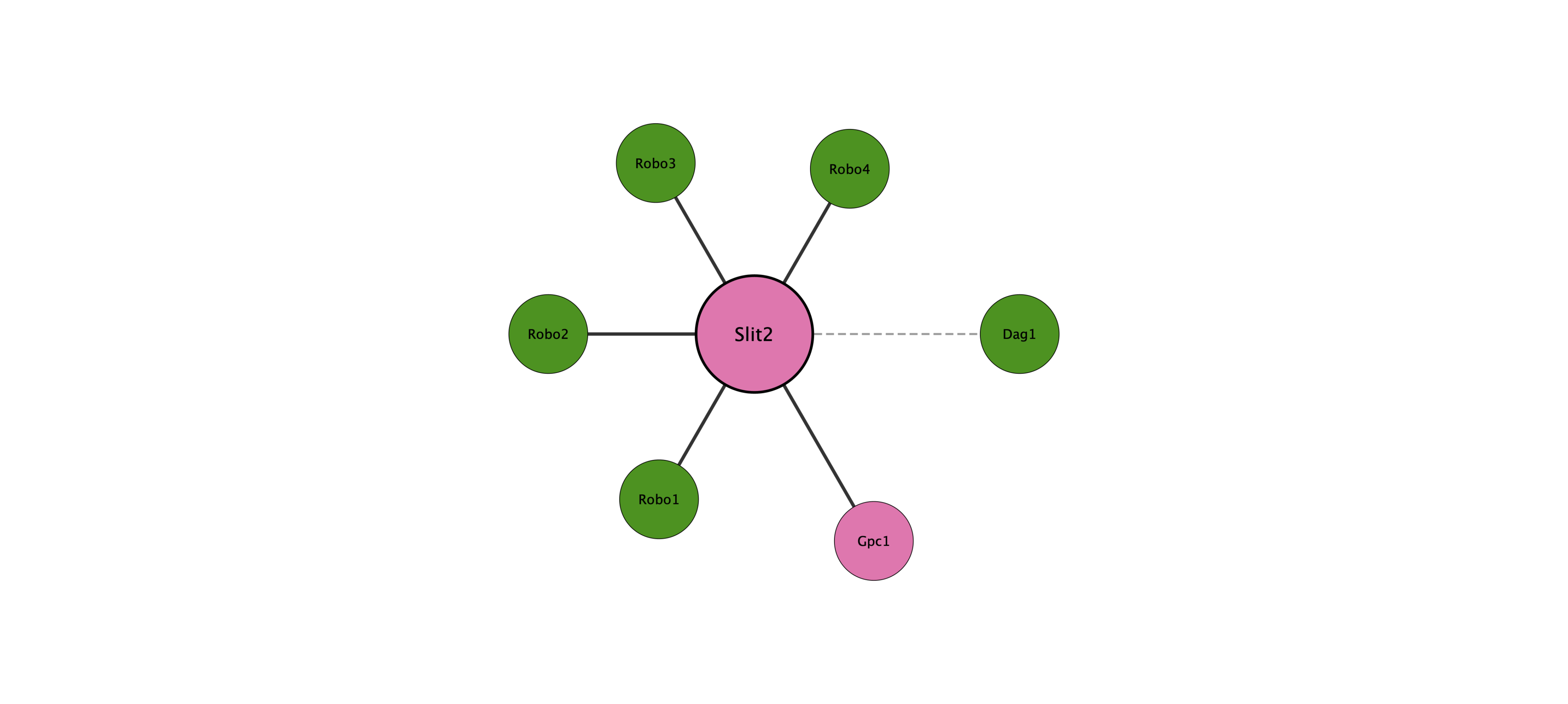 Slit2 protein interaction network