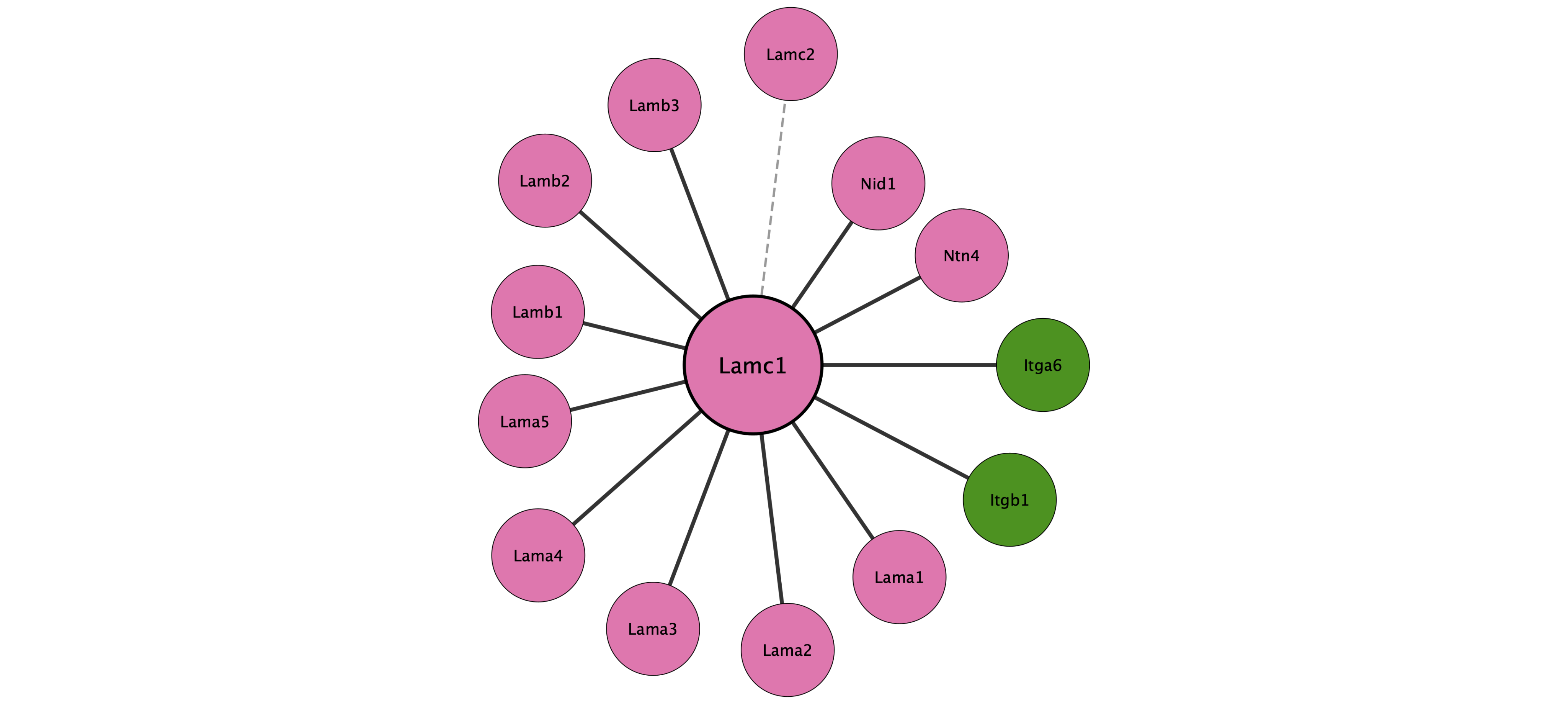 Lamc1 protein interaction network