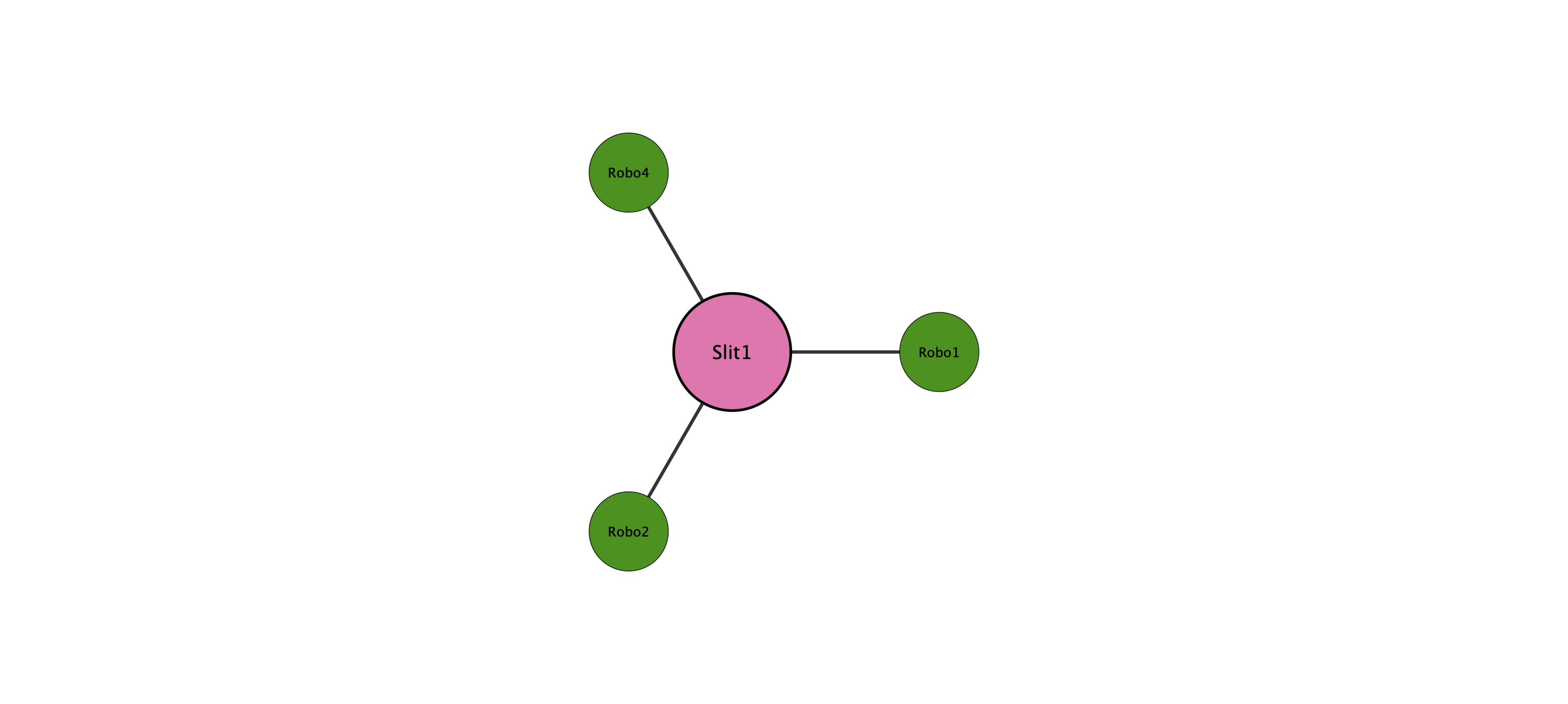 Slit1 protein interaction network