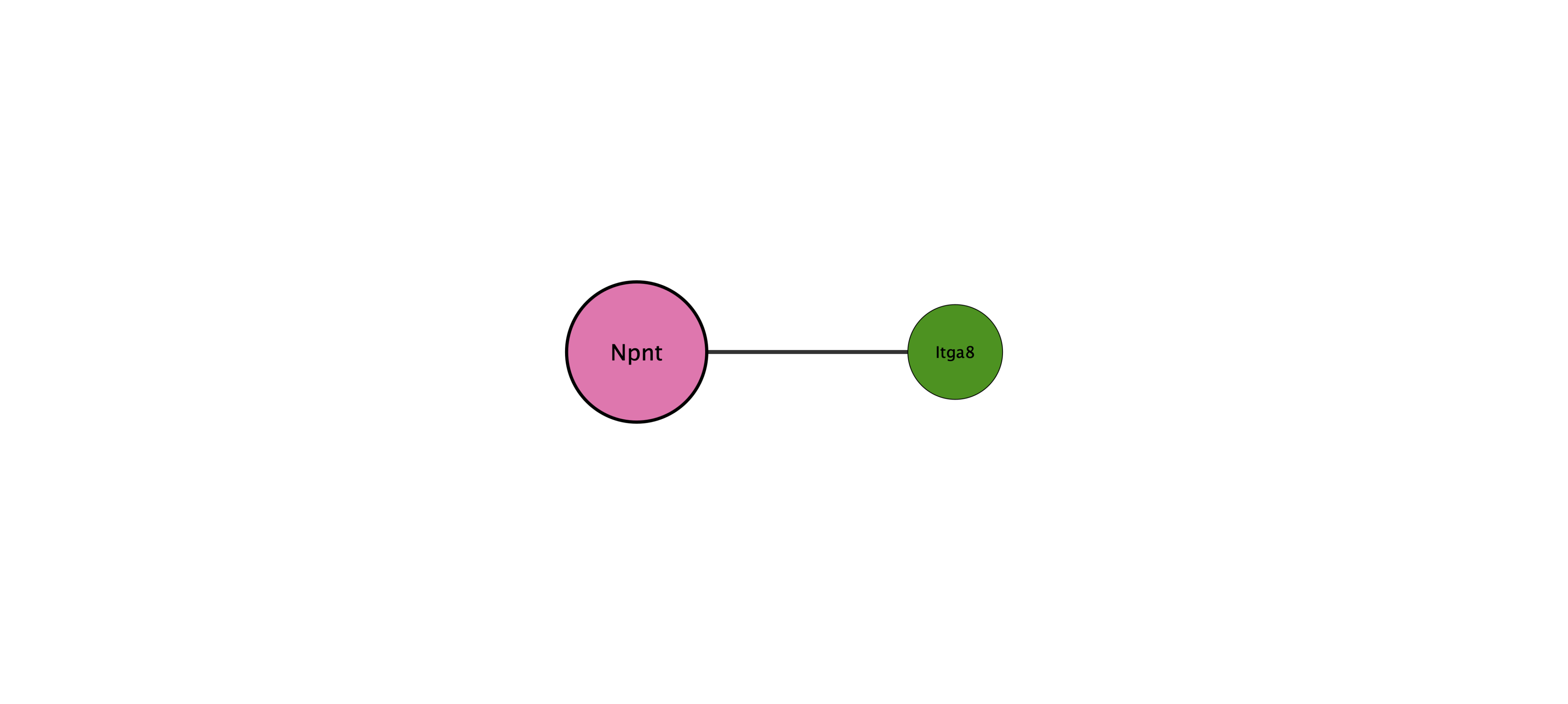 Npnt protein interaction network