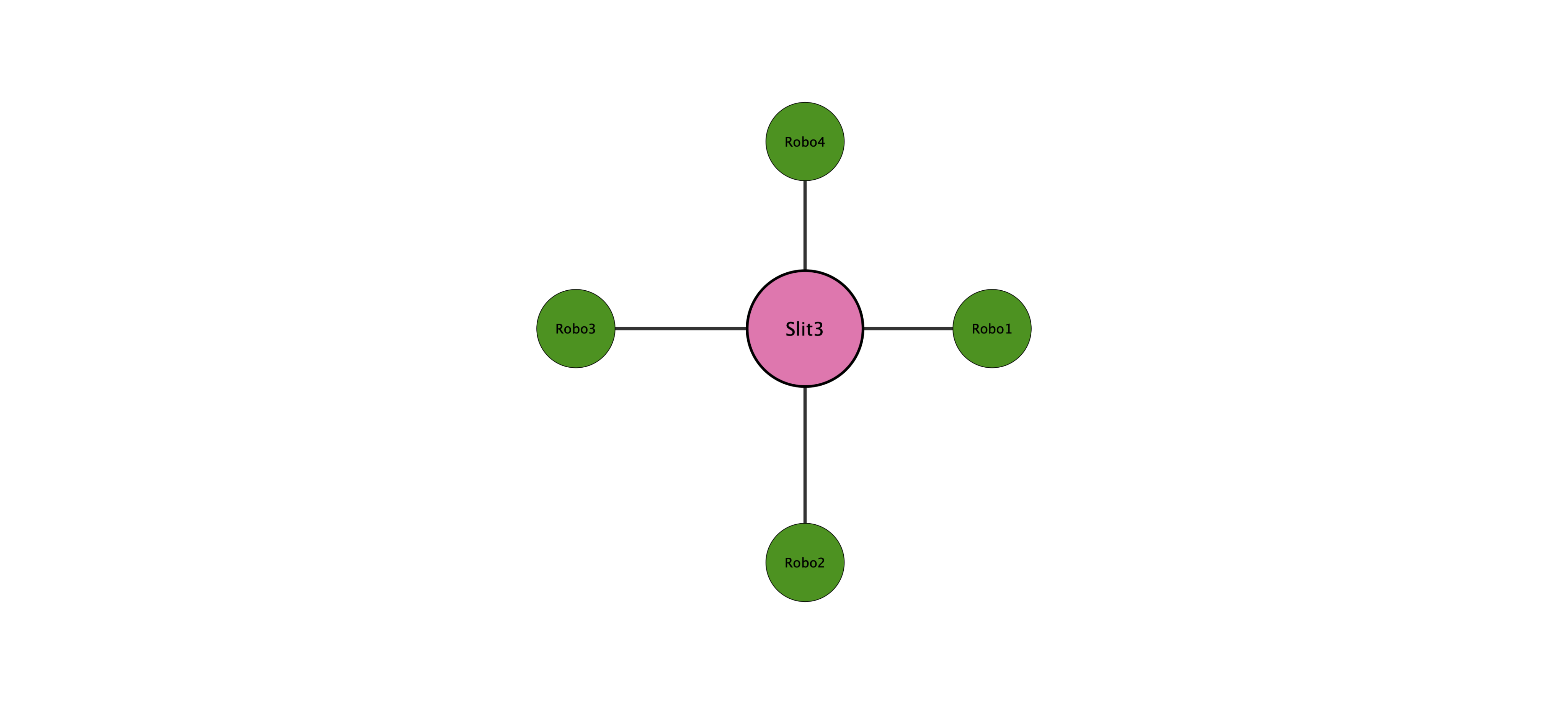 Slit3 protein interaction network