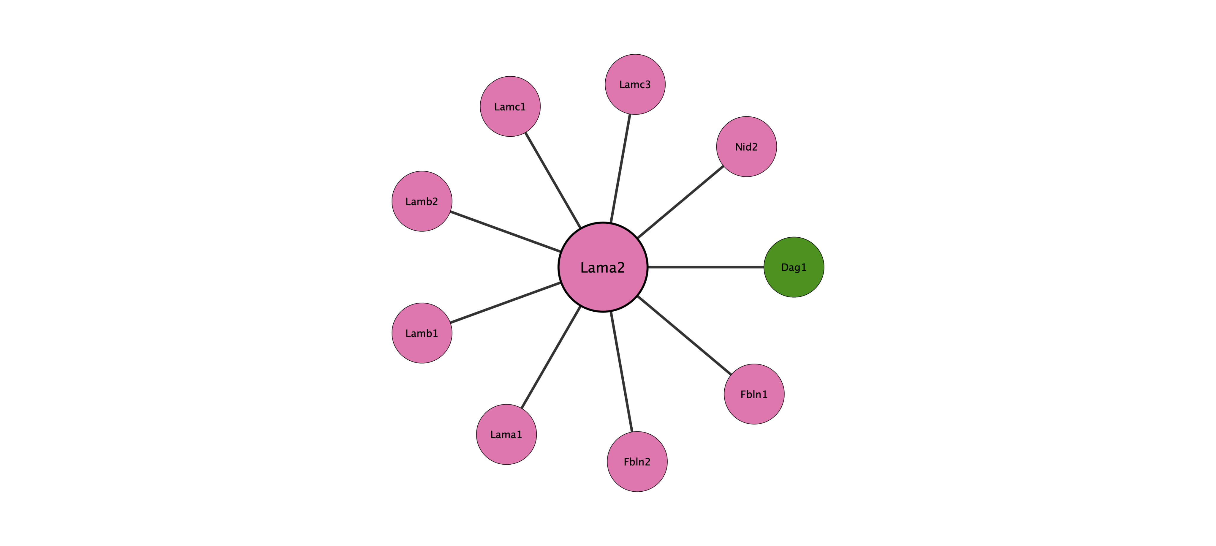 Lama2 protein interaction network