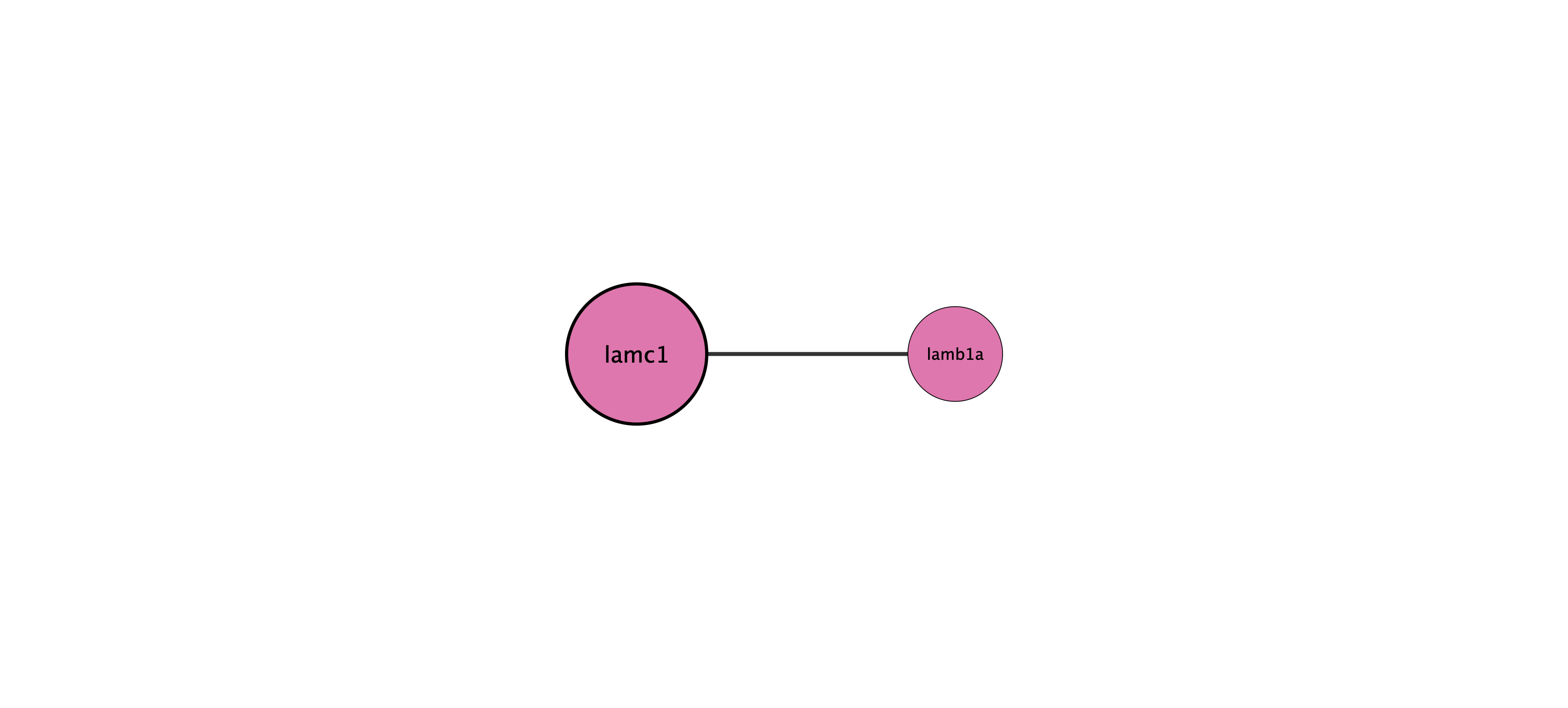 lamc1 protein interaction network
