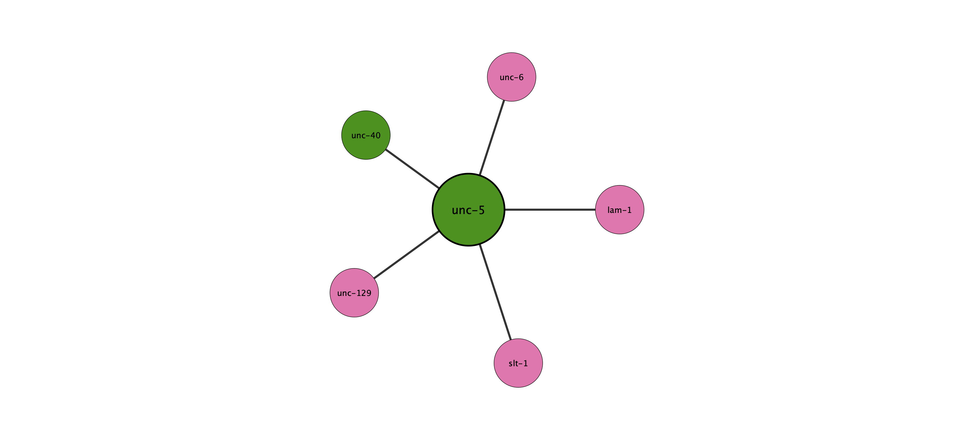 unc-5 protein interaction network