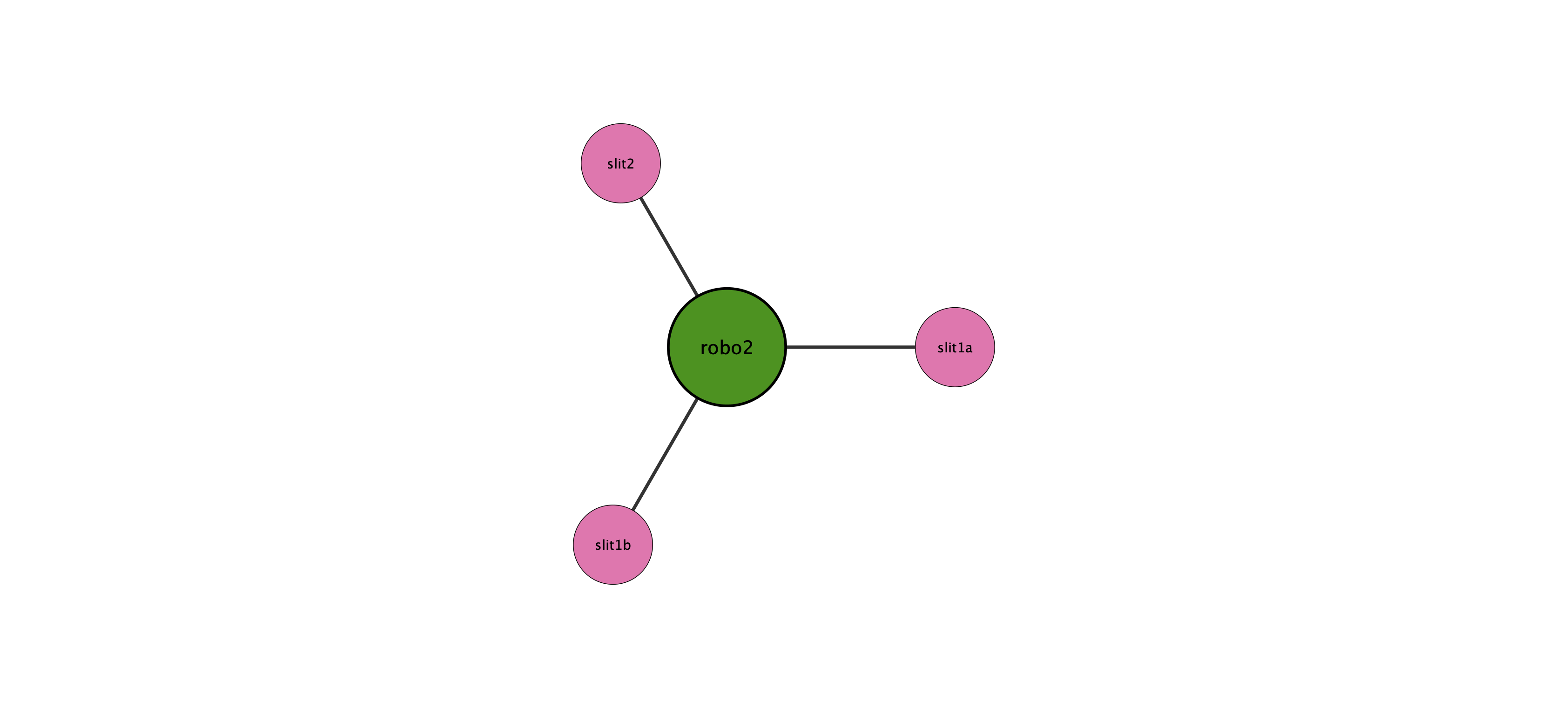 robo2 protein interaction network