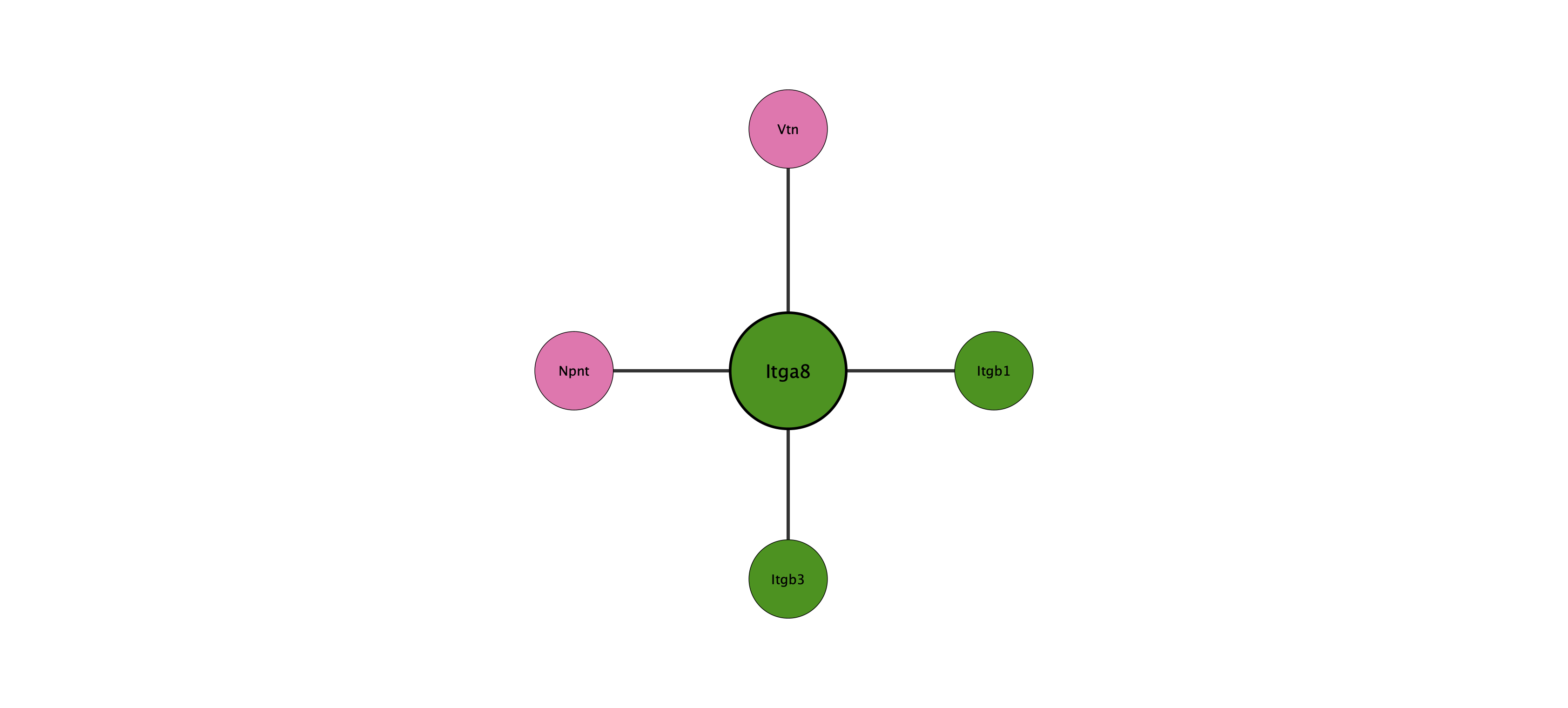 Itga8 protein interaction network