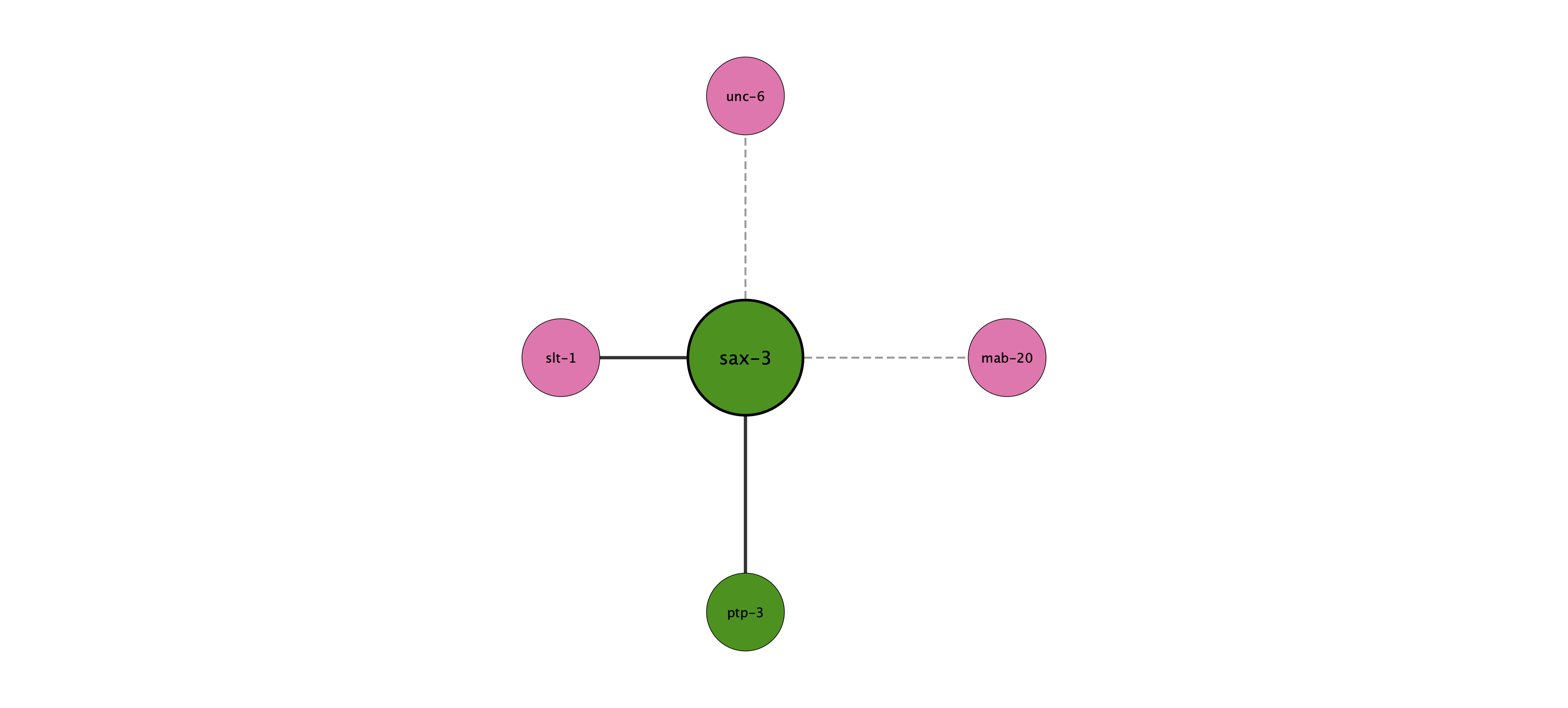 sax-3 protein interaction network