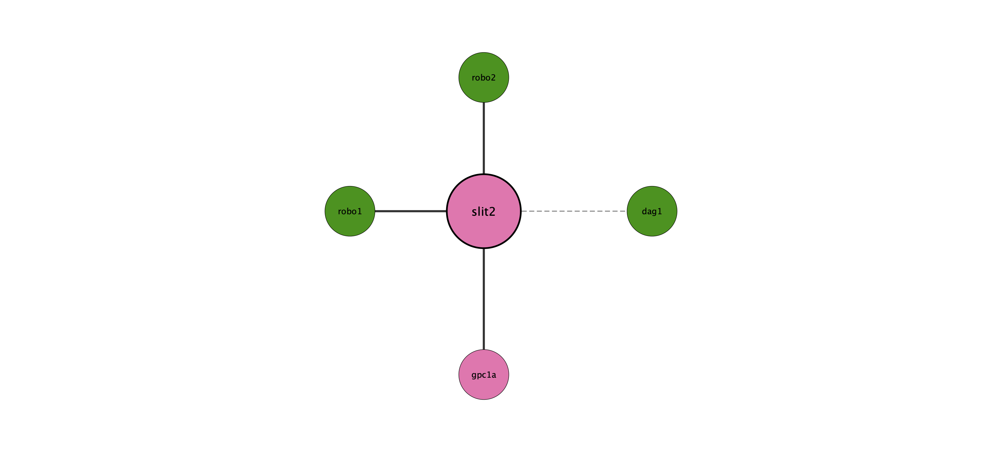 slit2 protein interaction network