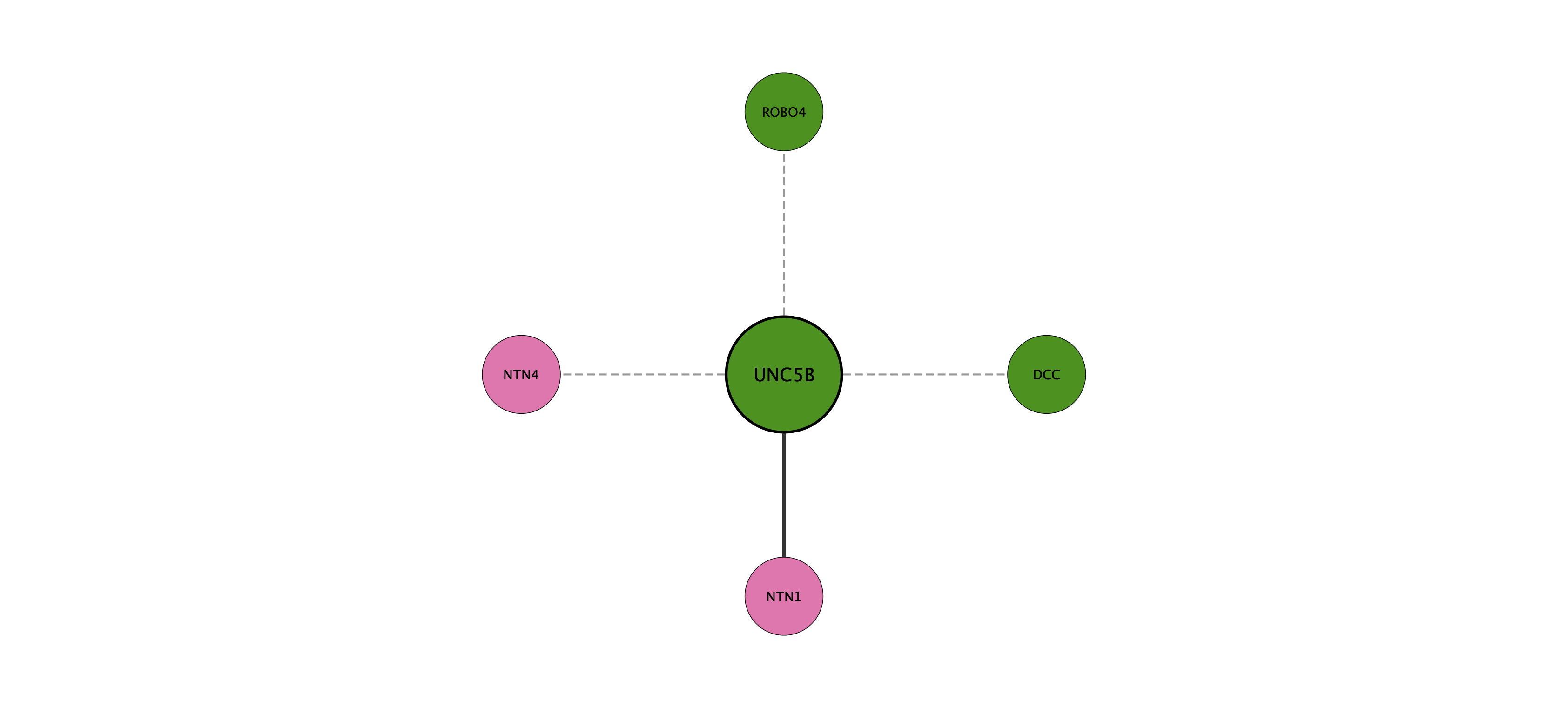 UNC5B protein interaction network