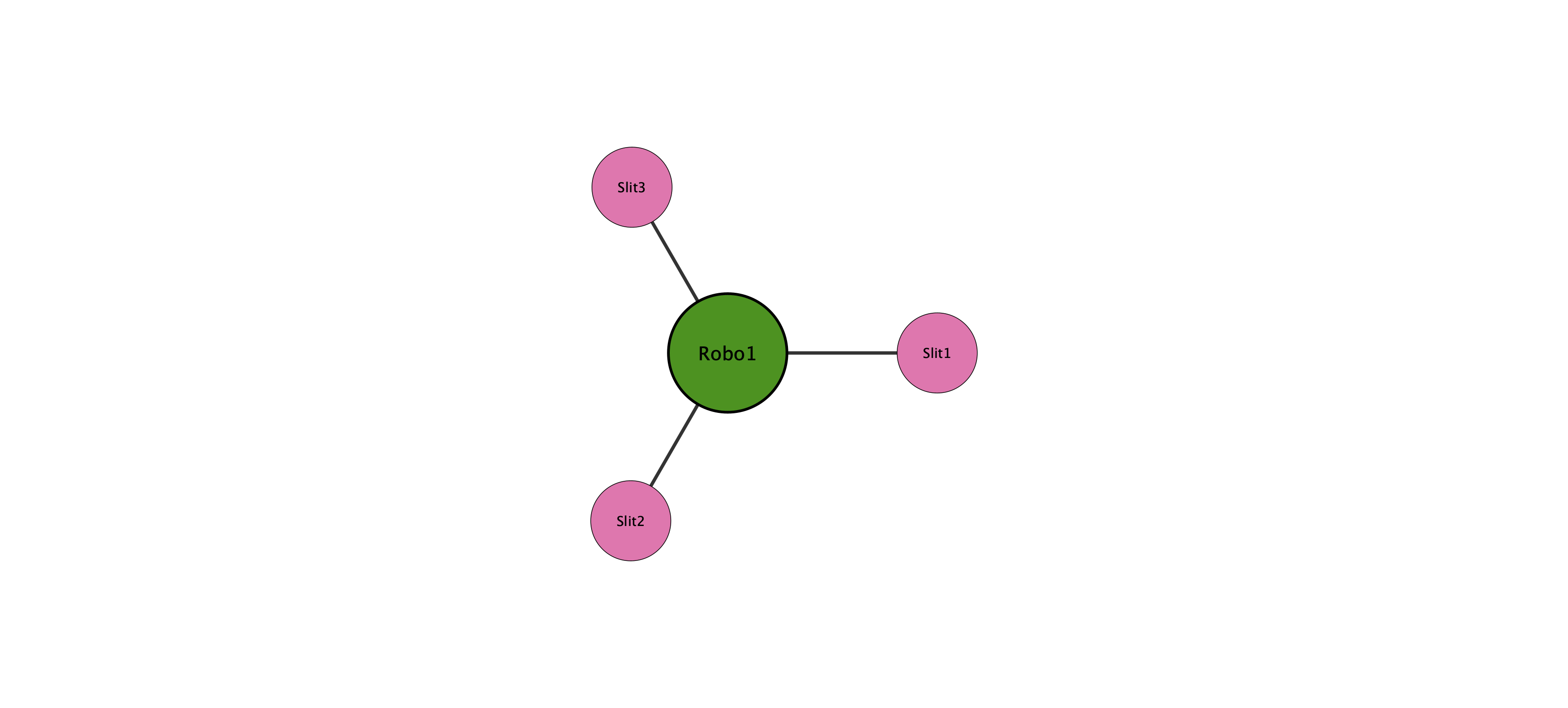 Robo1 protein interaction network