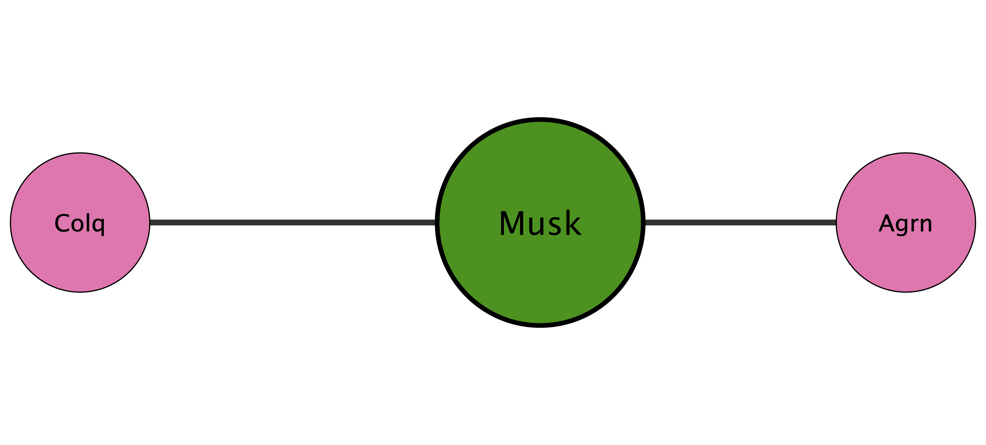 Musk protein interaction network