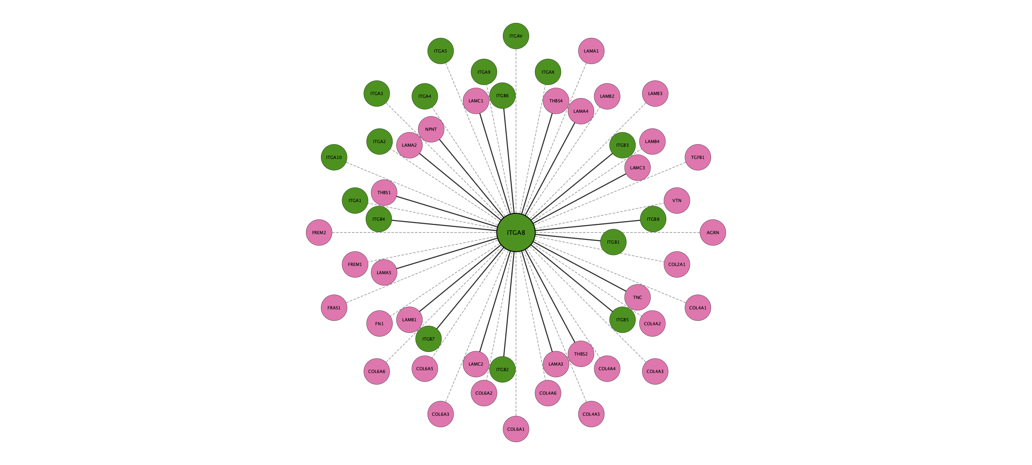 ITGA8 protein interaction network
