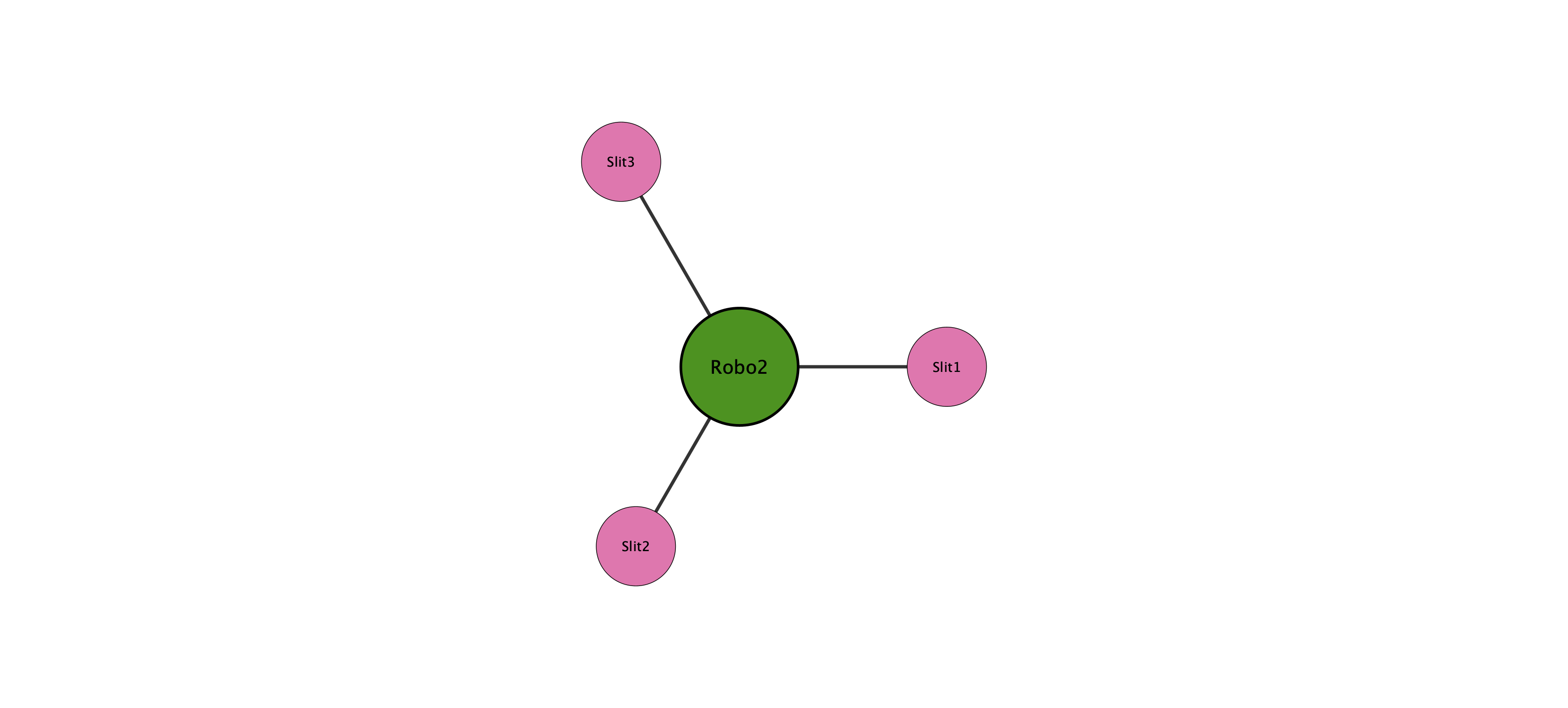 Robo2 protein interaction network