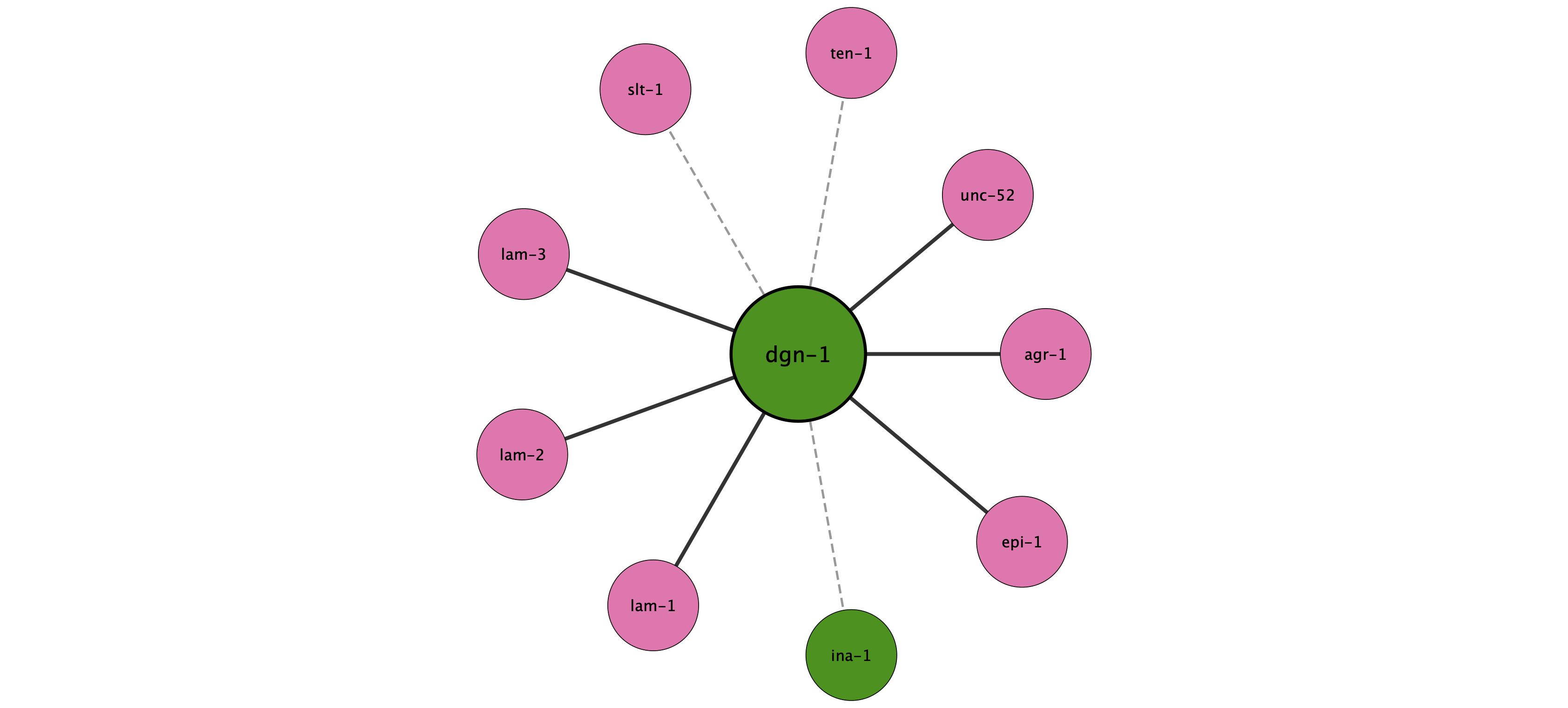 dgn-1 protein interaction network