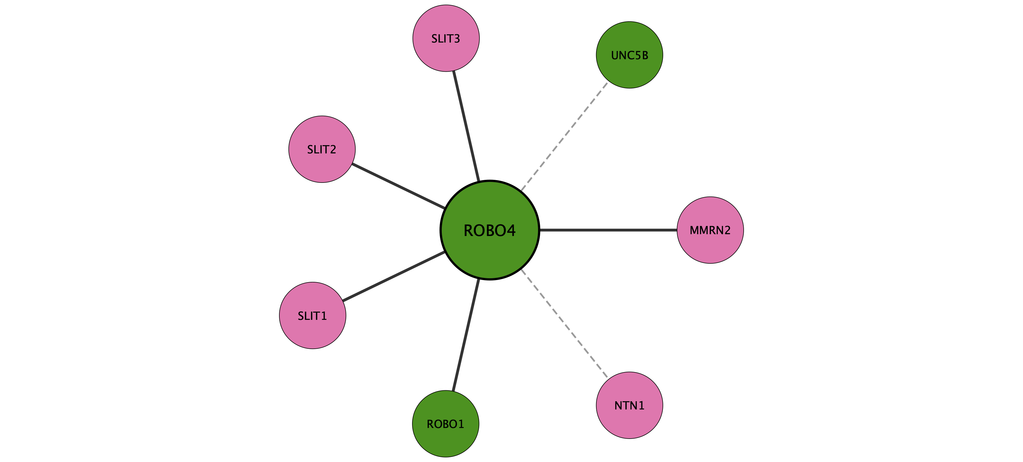 ROBO4 protein interaction network