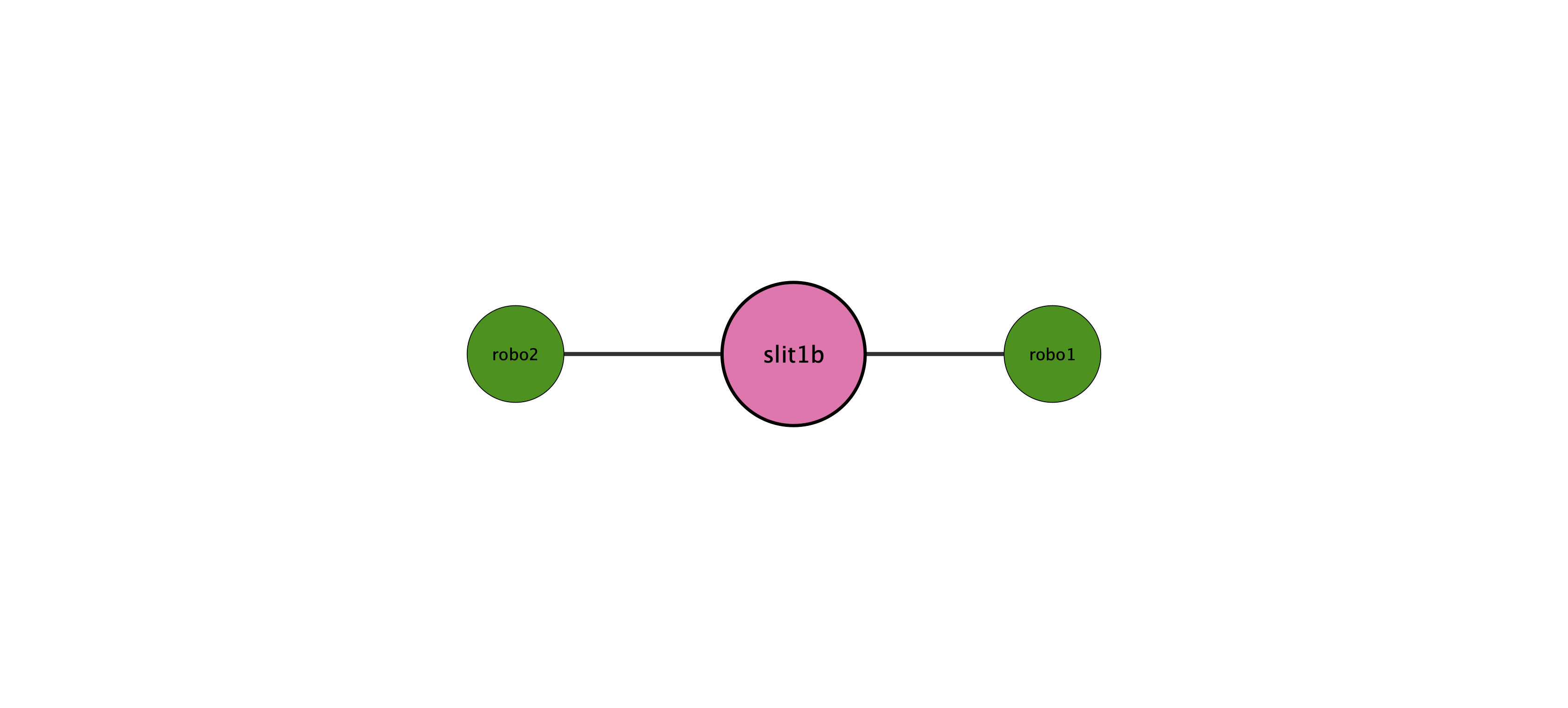 slit1b protein interaction network