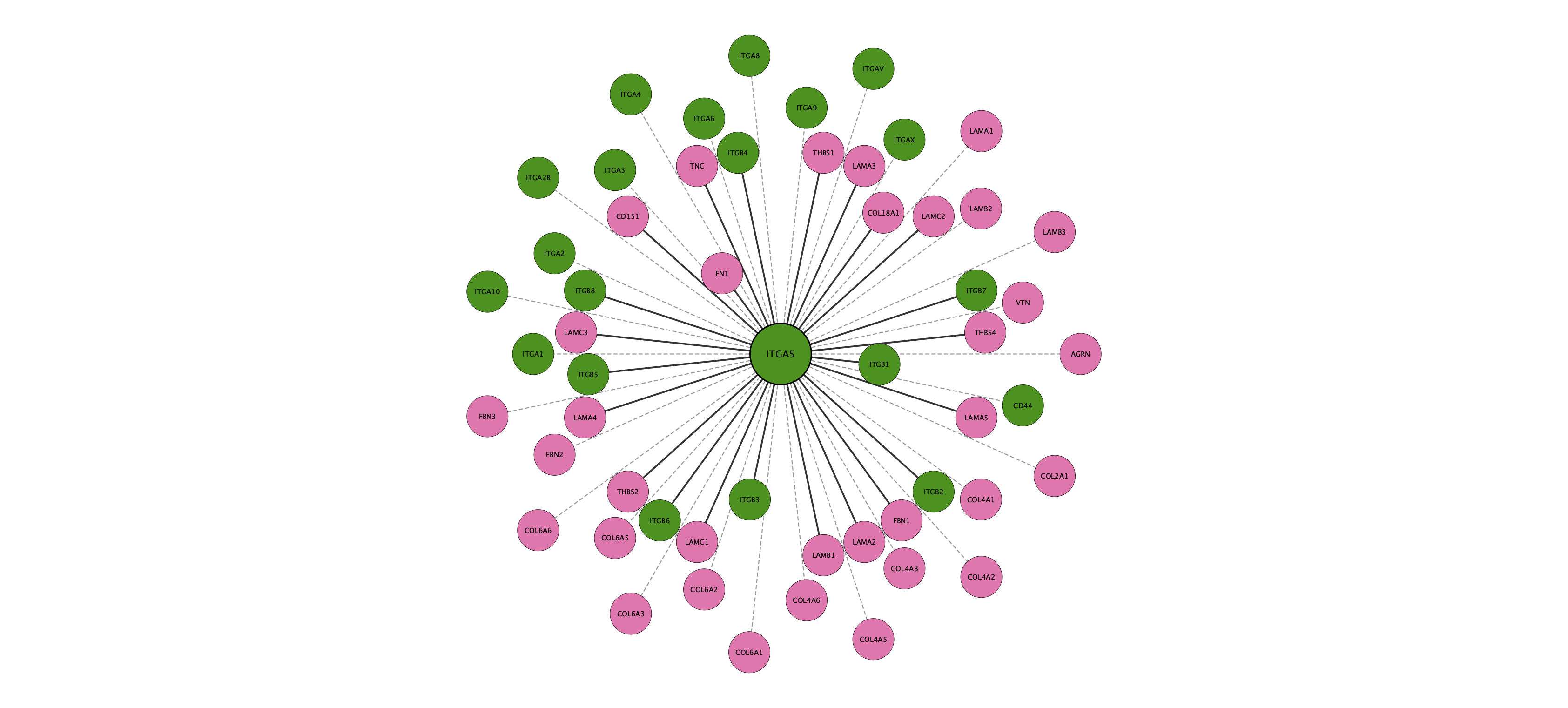 ITGA5 protein interaction network