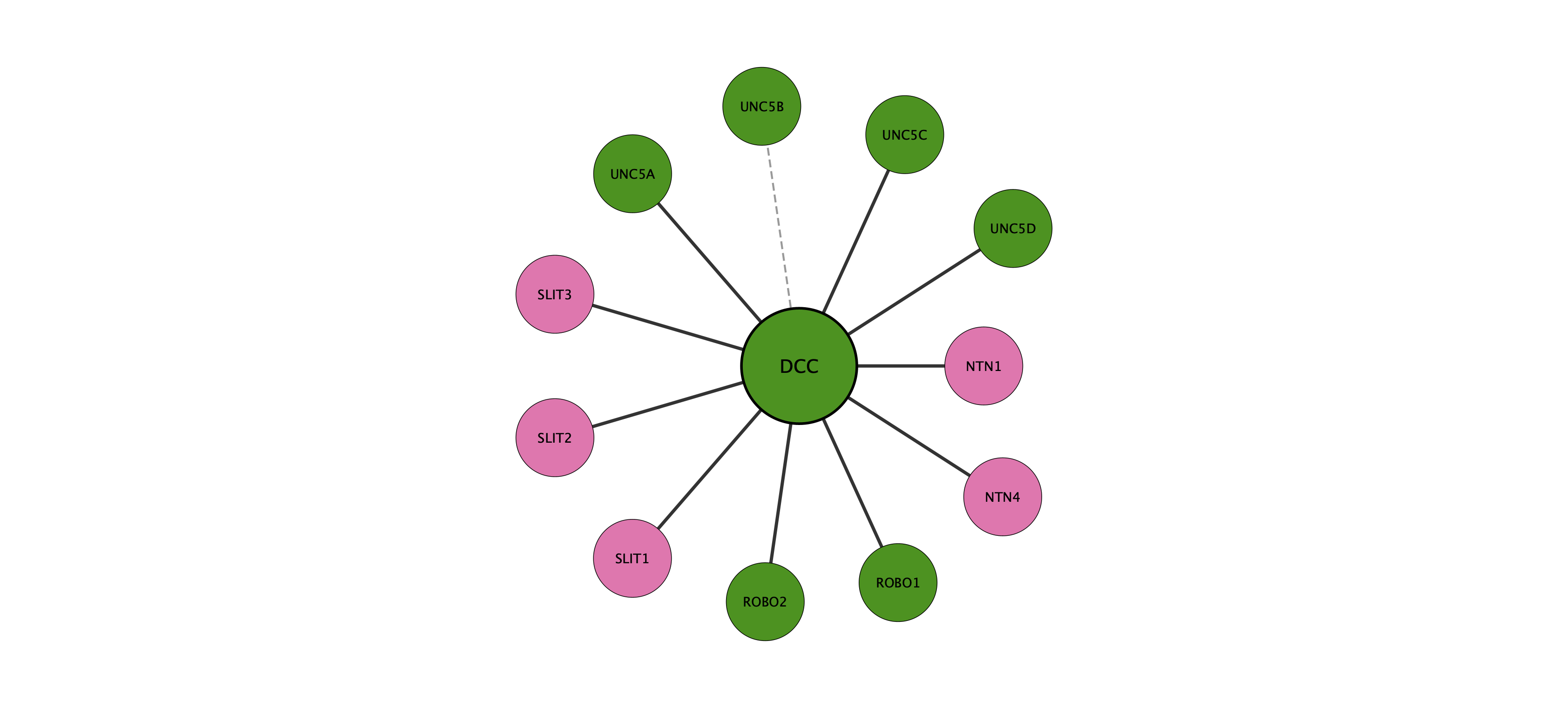 DCC protein interaction network