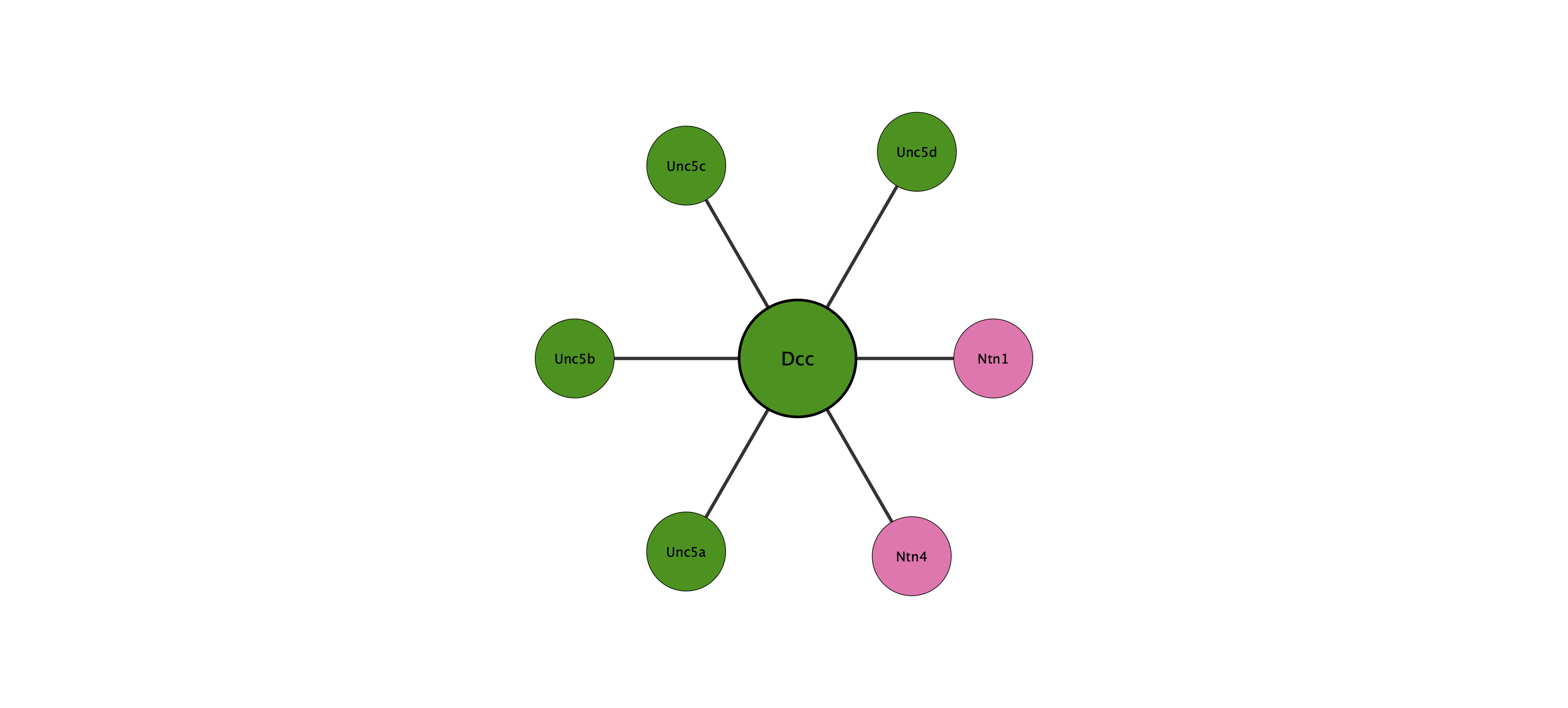 Dcc protein interaction network