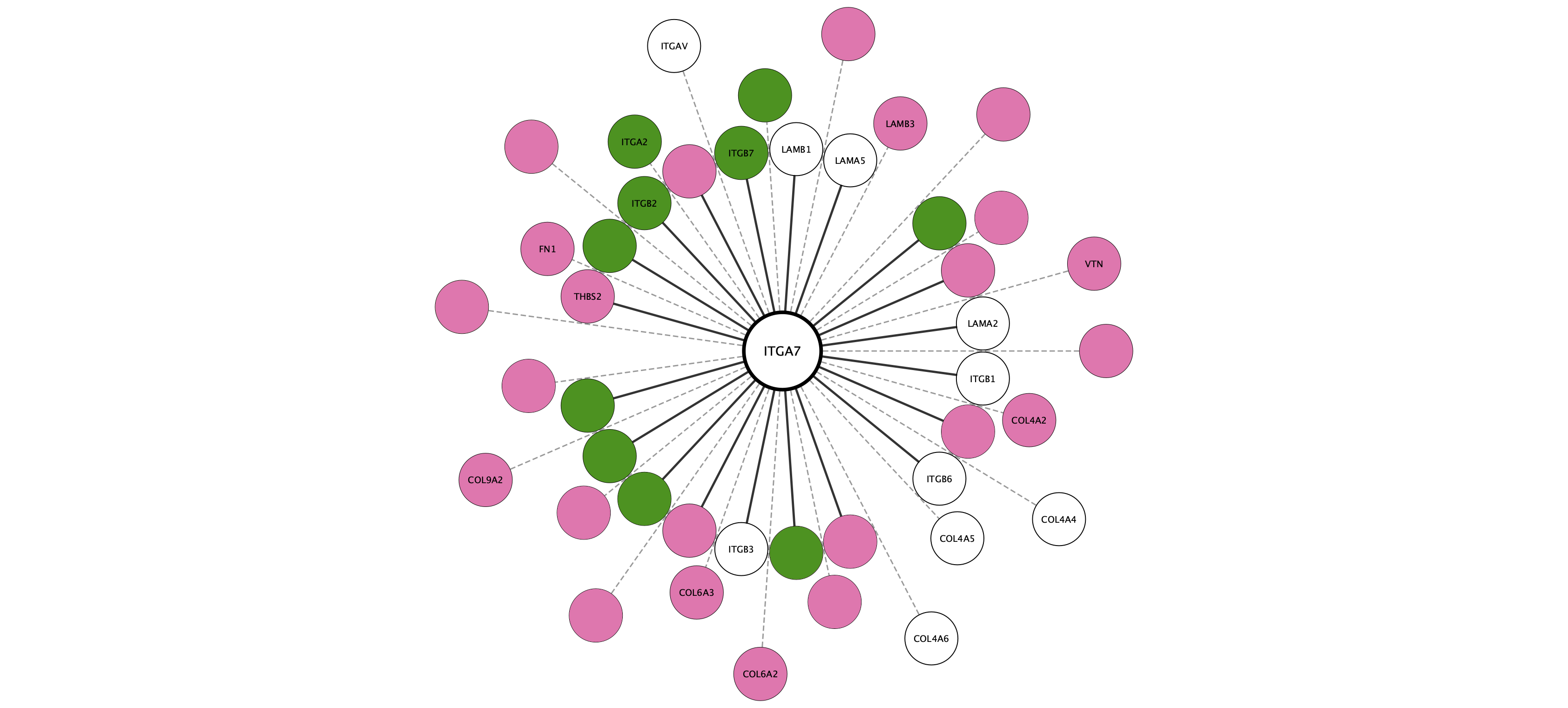 ITGA7 protein interaction network