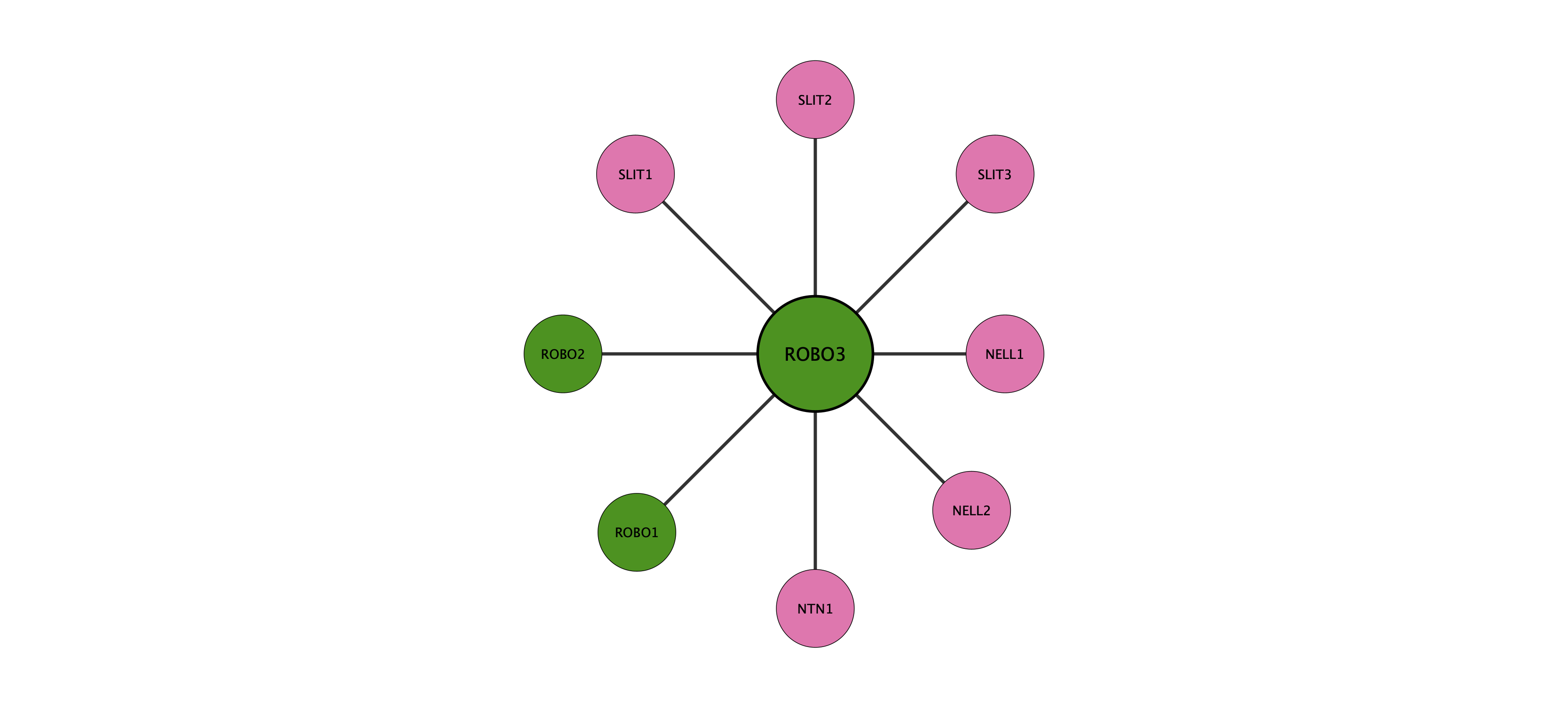 ROBO3 protein interaction network