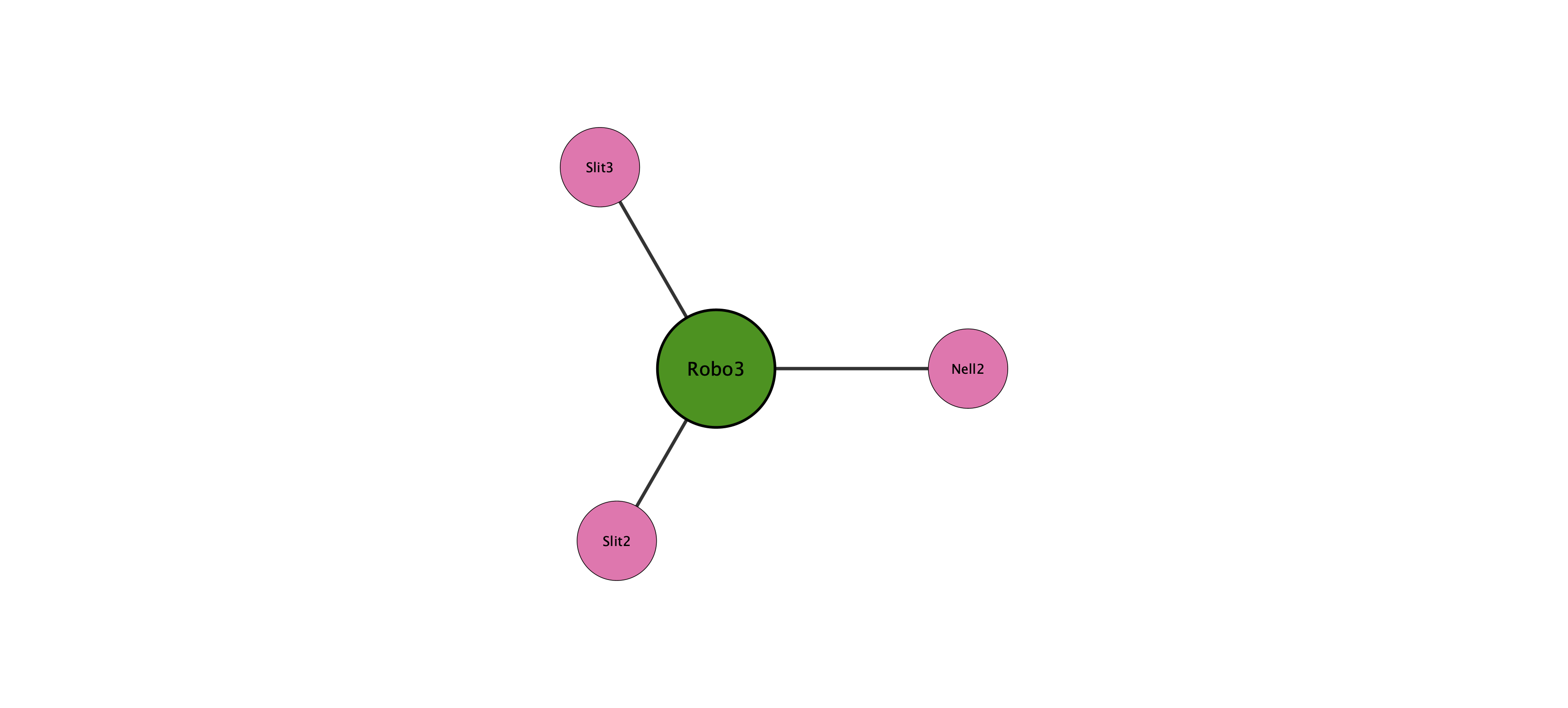 Robo3 protein interaction network