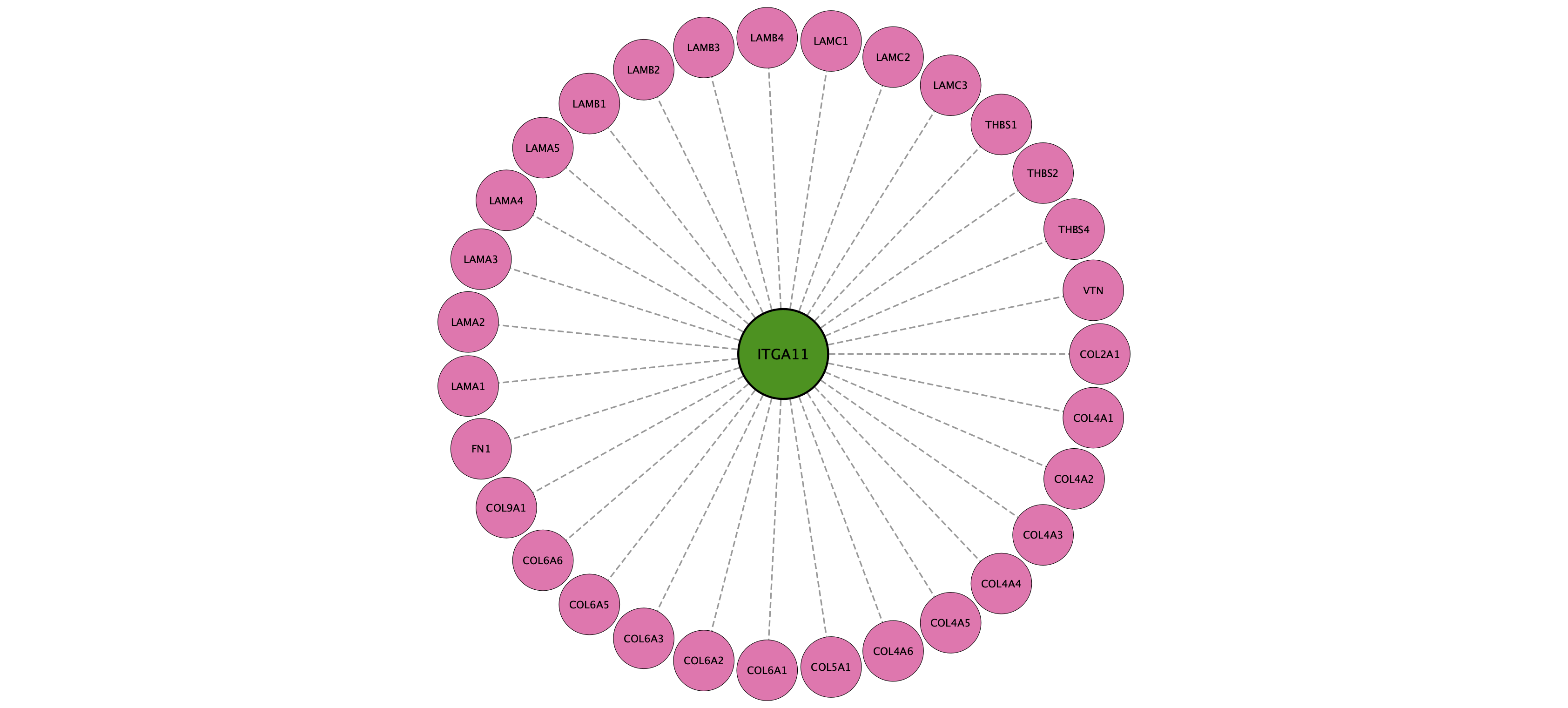 ITGA11 protein interaction network