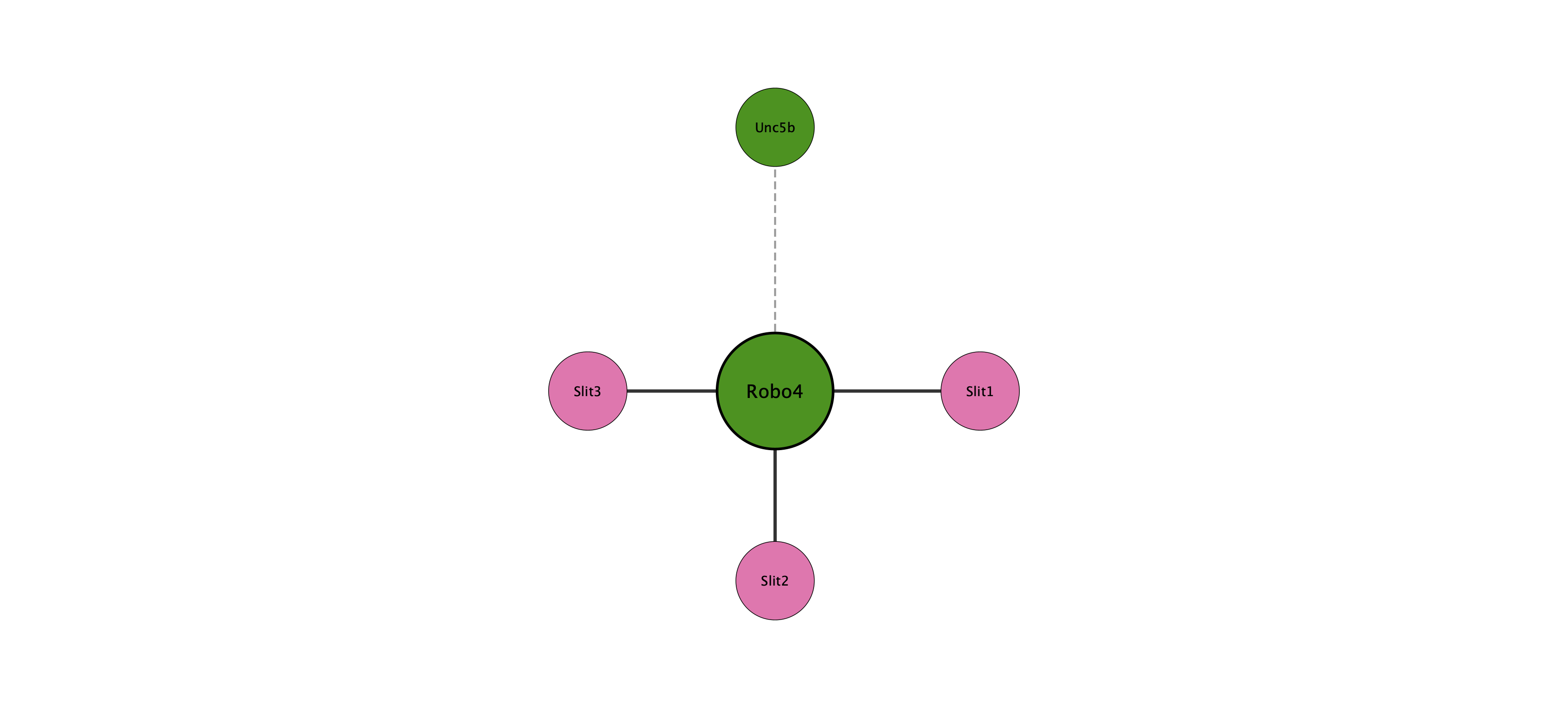Robo4 protein interaction network