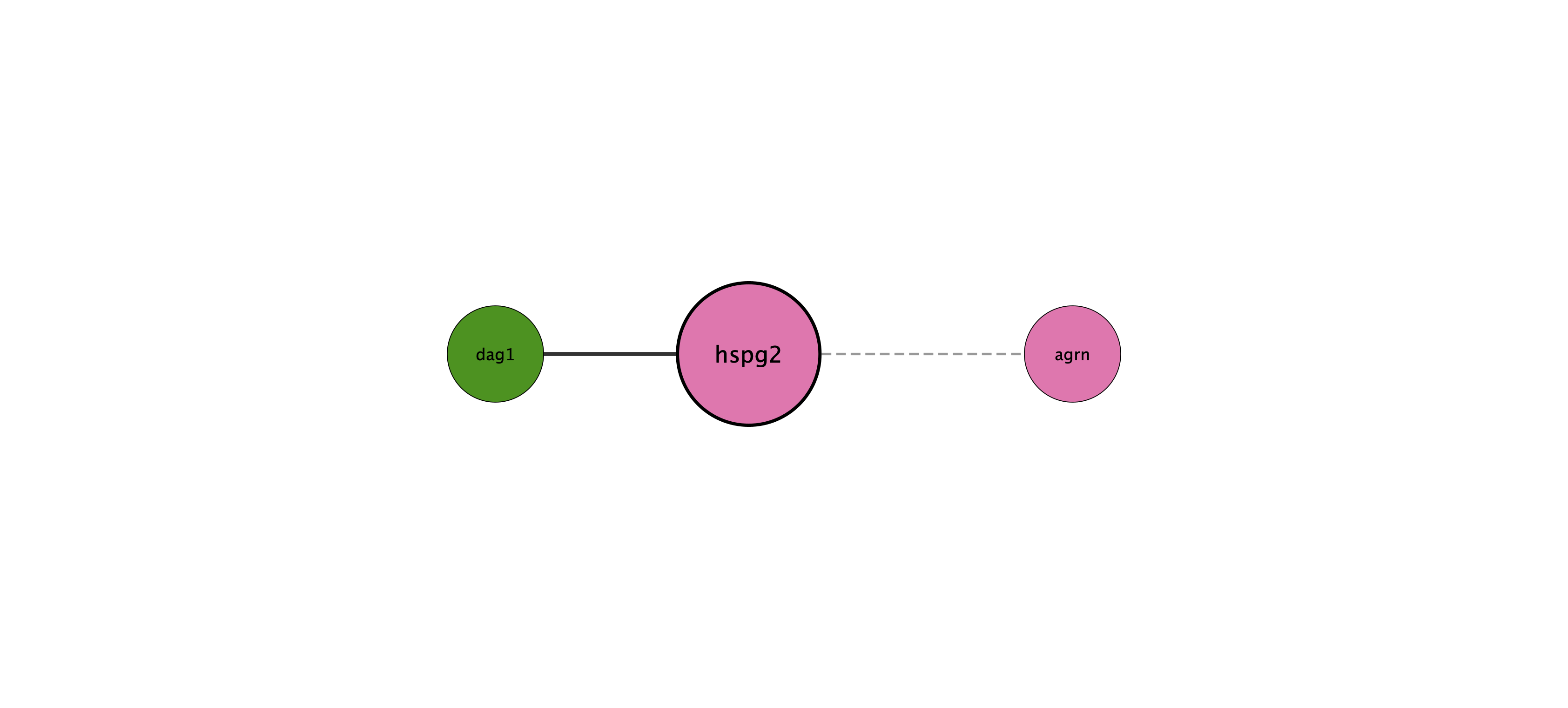 hspg2 protein interaction network