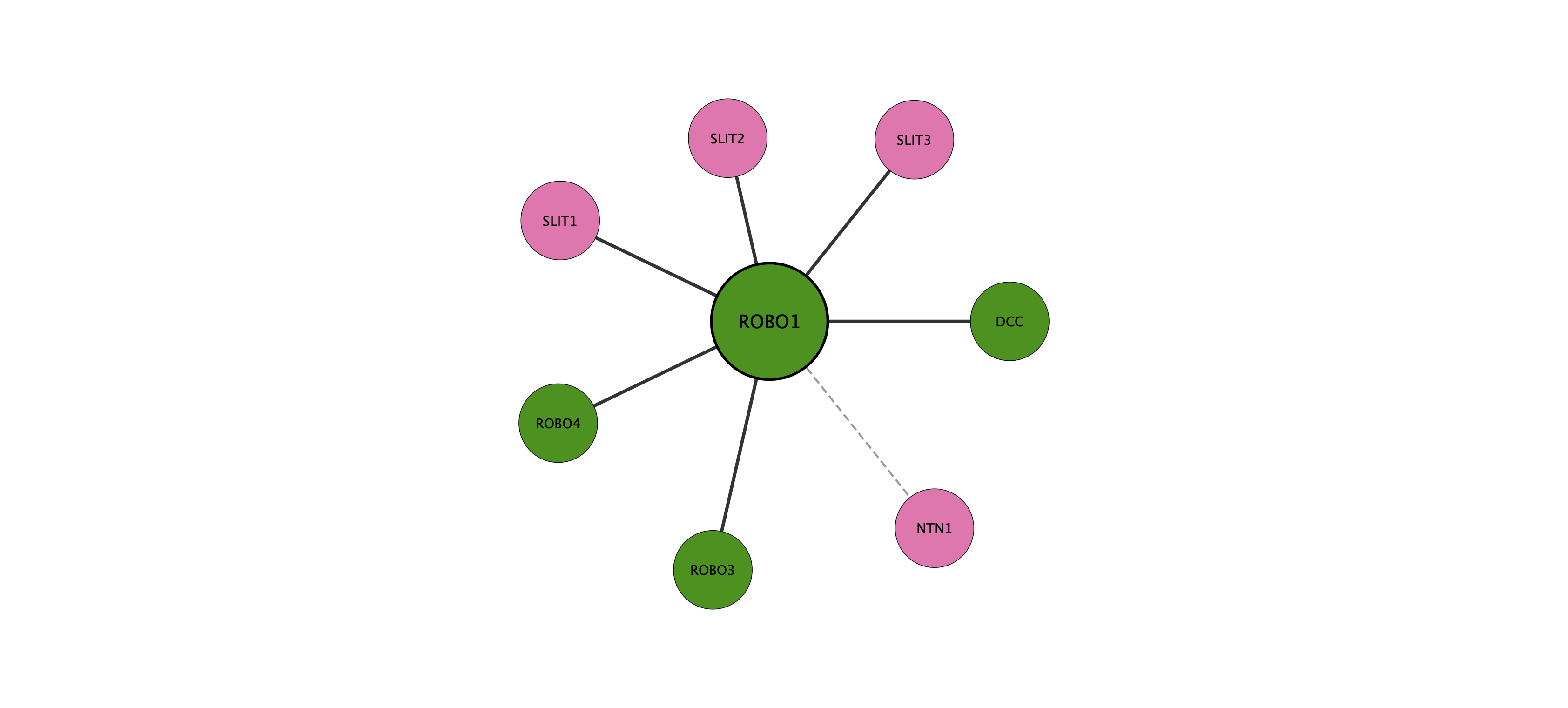ROBO1 protein interaction network
