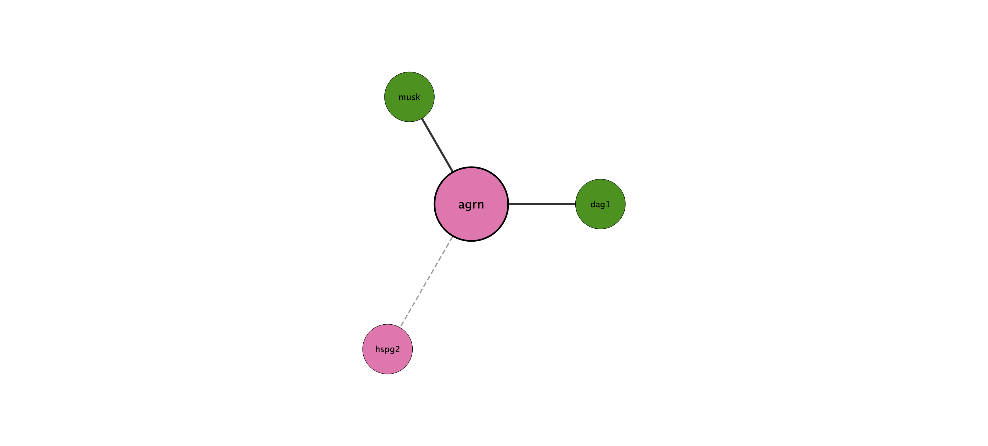 agrn protein interaction network