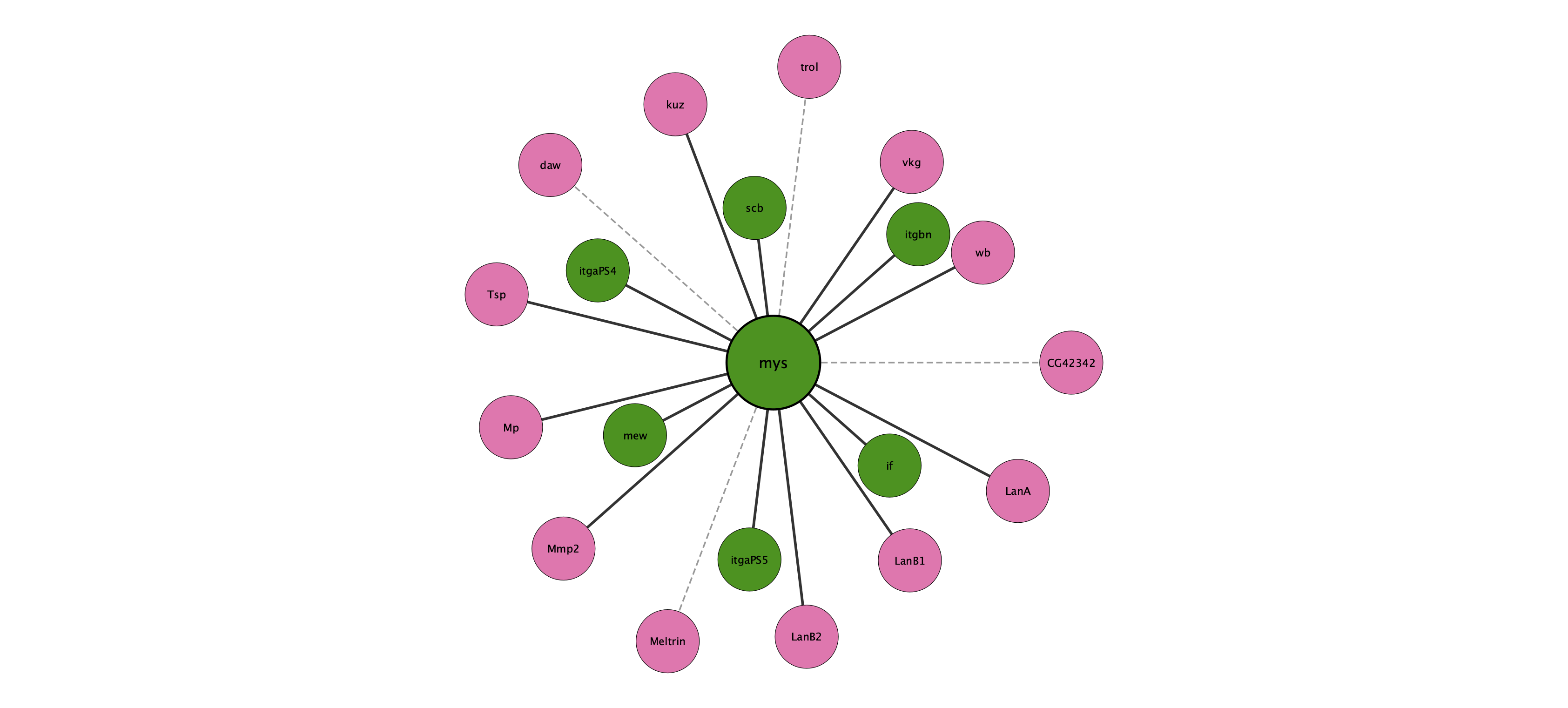 mys protein interaction network