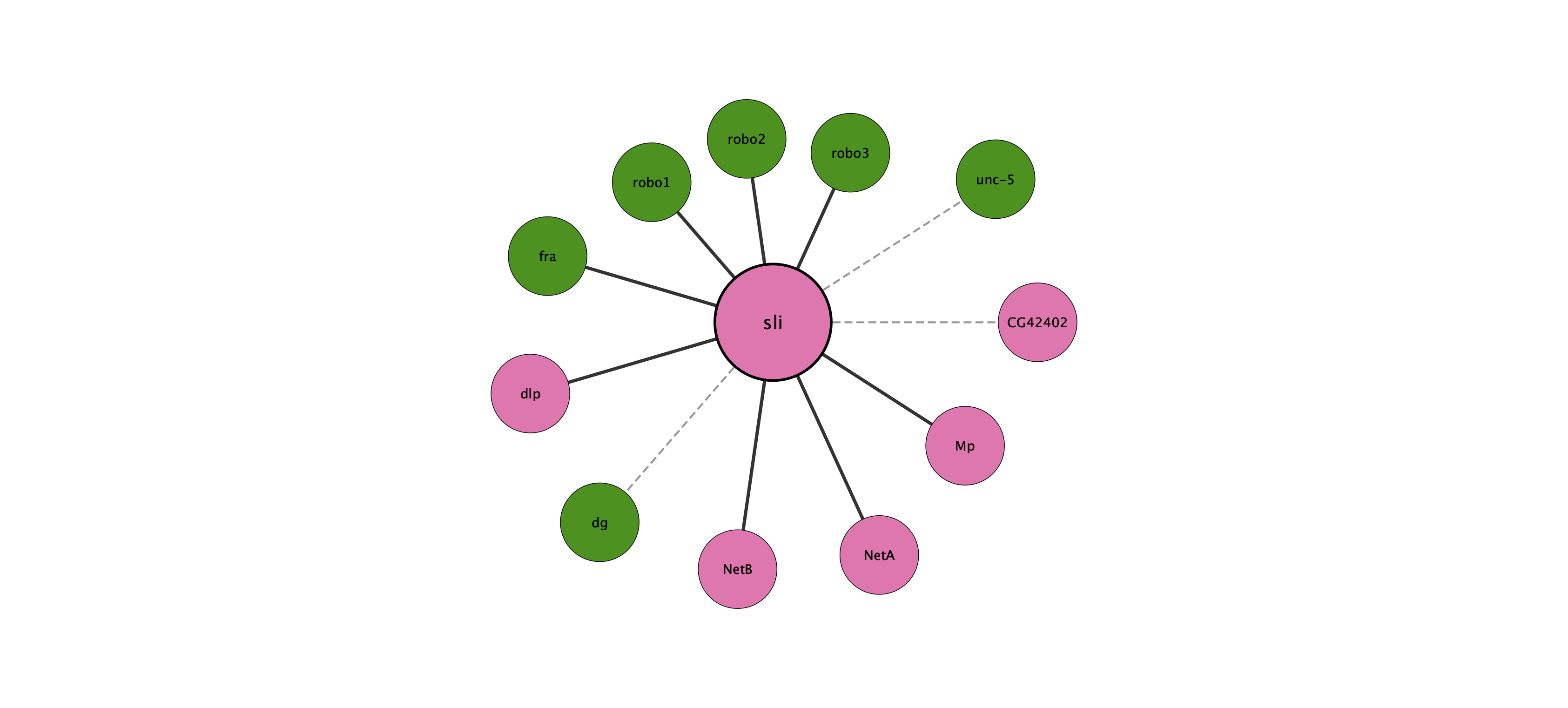 sli protein interaction network