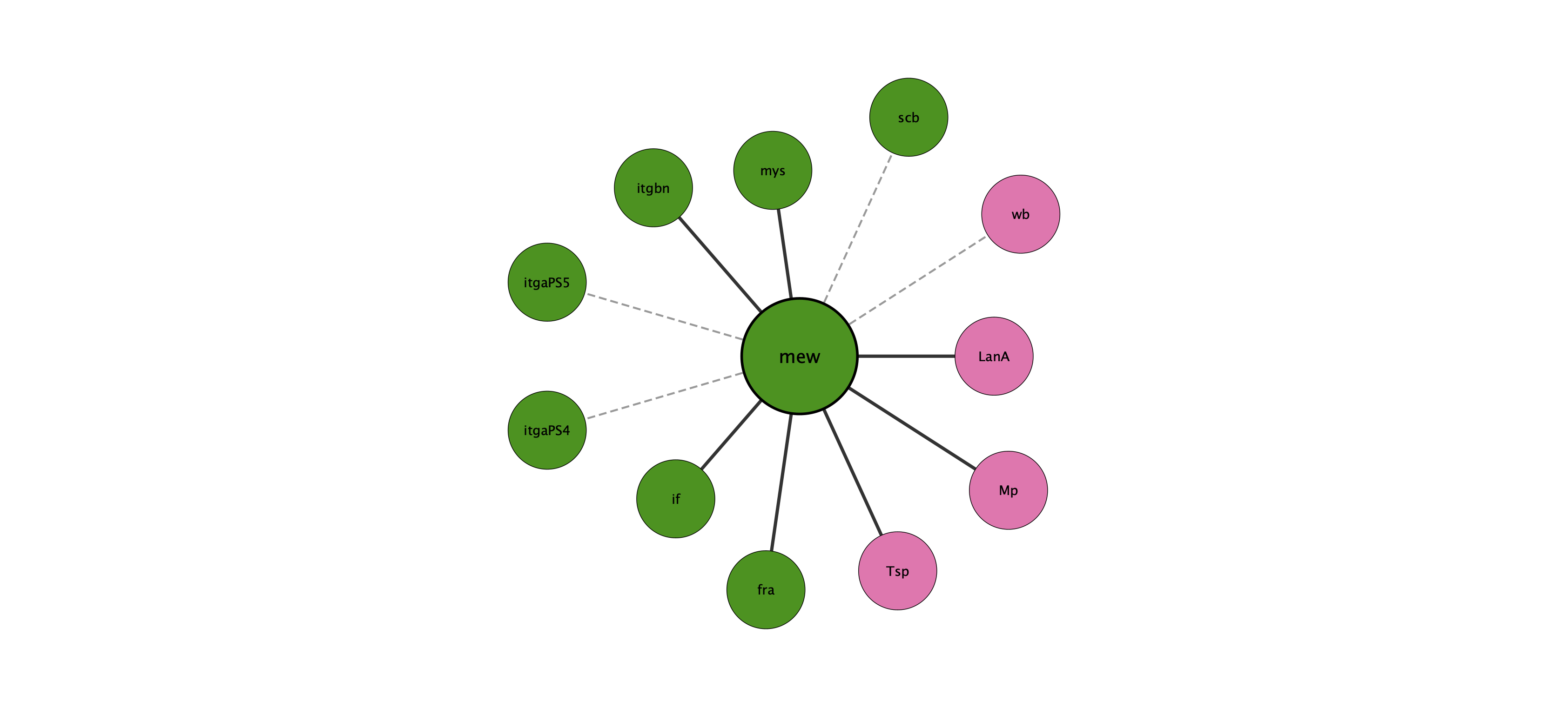 mew protein interaction network